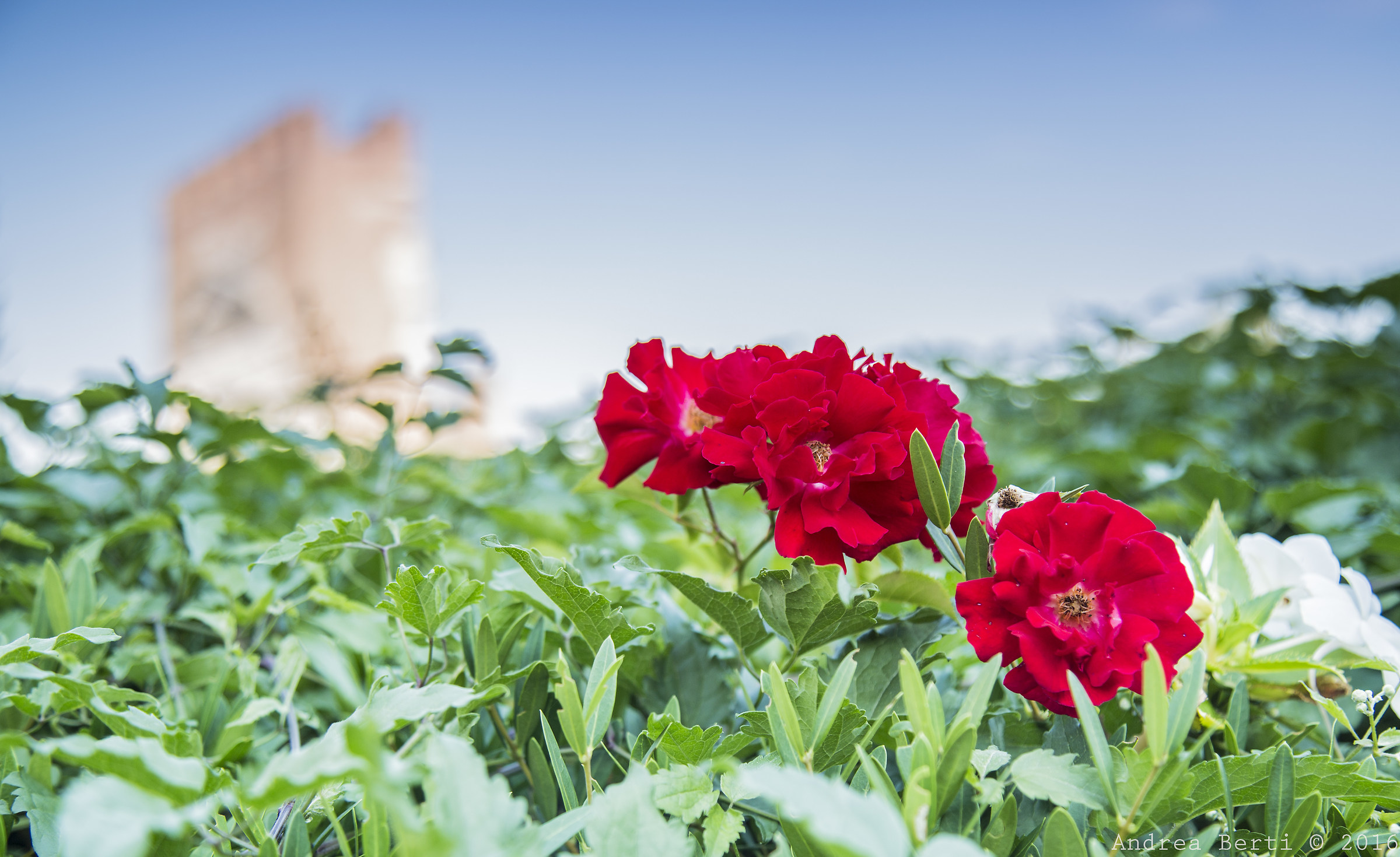 "We need to remember to look beyond" .. Arch of Au...