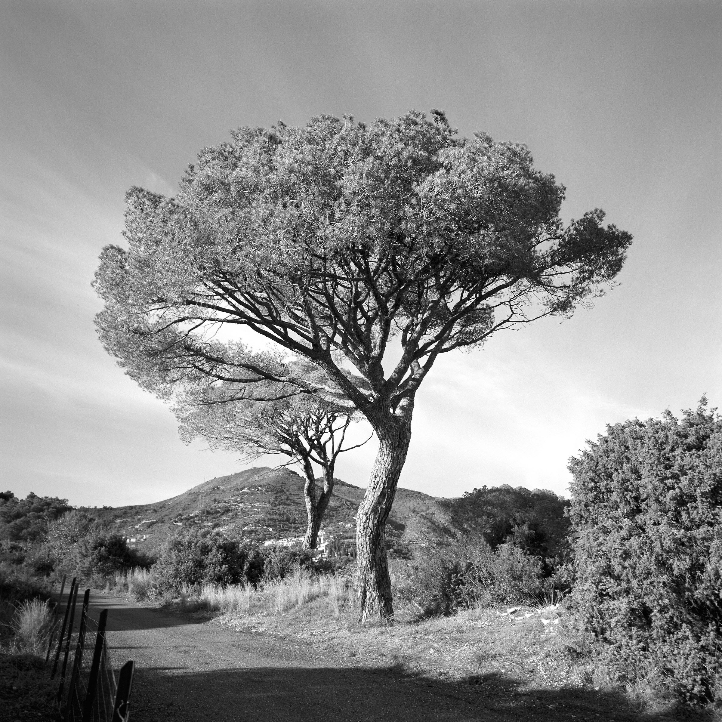 Pino Marittimo a Costa Lupara