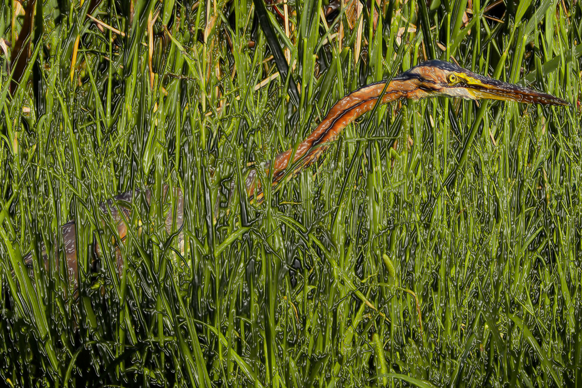 purple heron photographed and plastic! ;)
