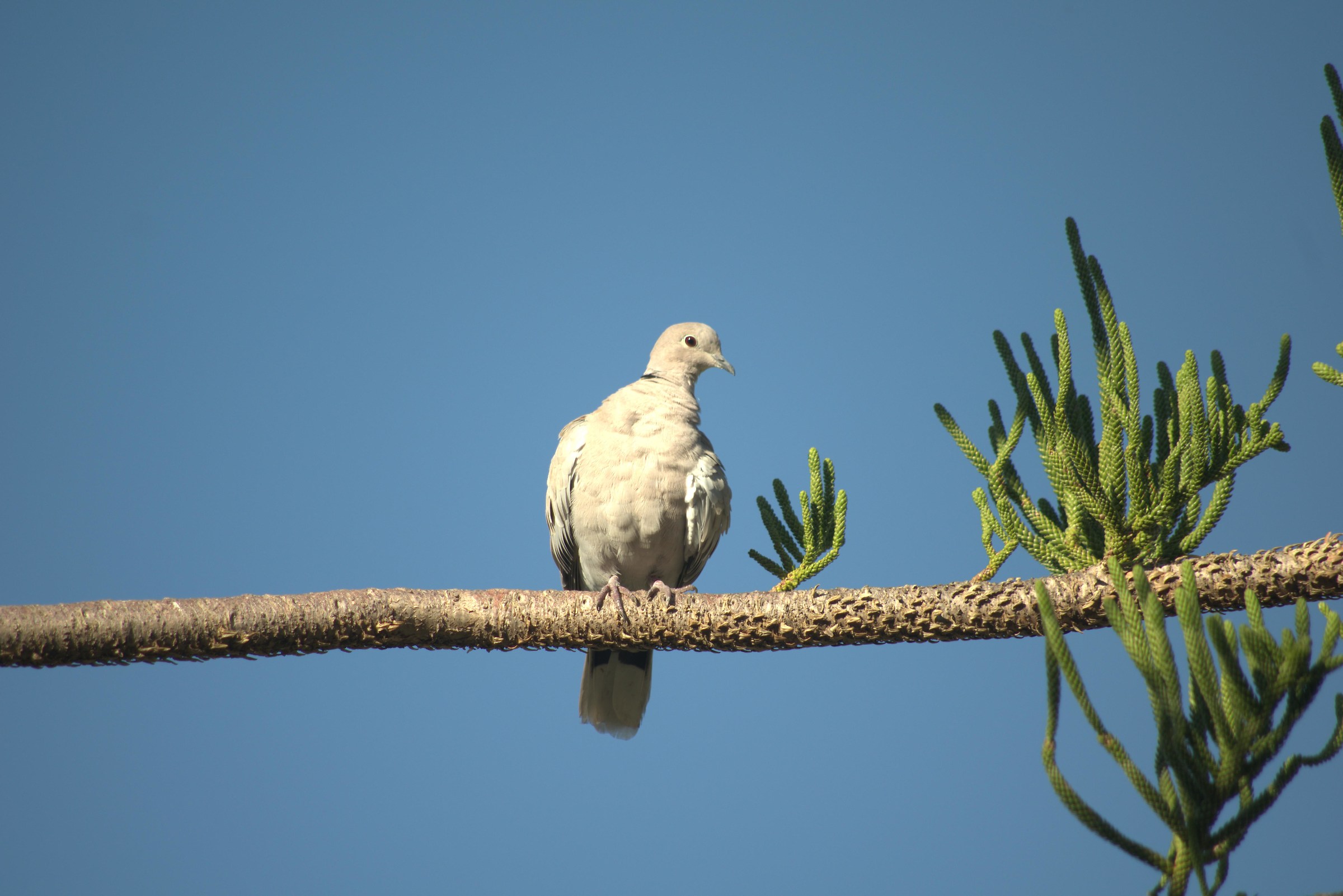 turtledove