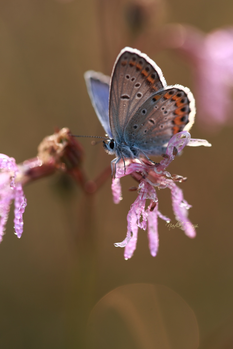 come the fairies ....