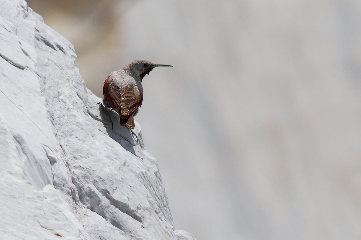 Il mio primo Muraiolo - Alpi Apuane .