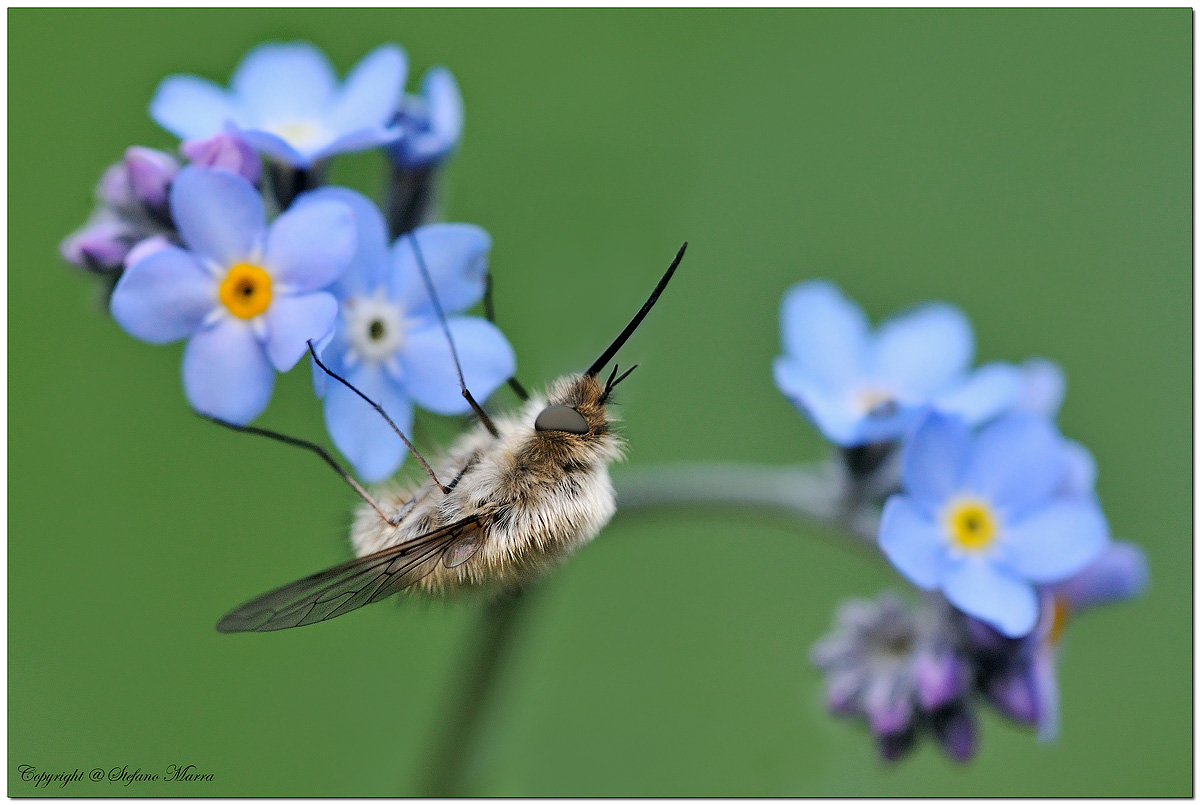 Bombilio e myosotis