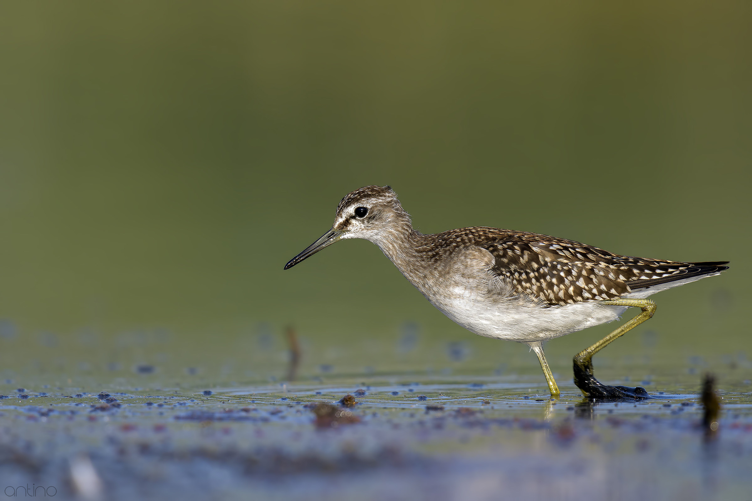 Wood Sandpiper