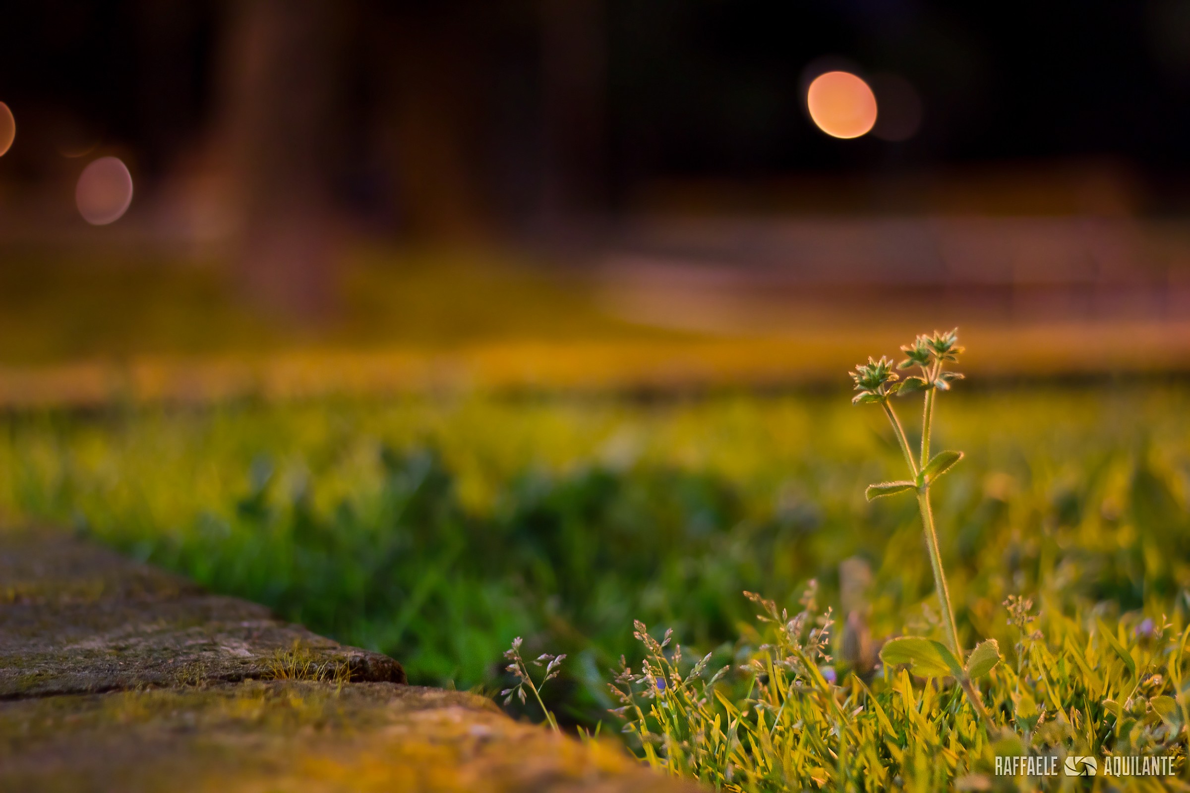 Photosynthesis night.