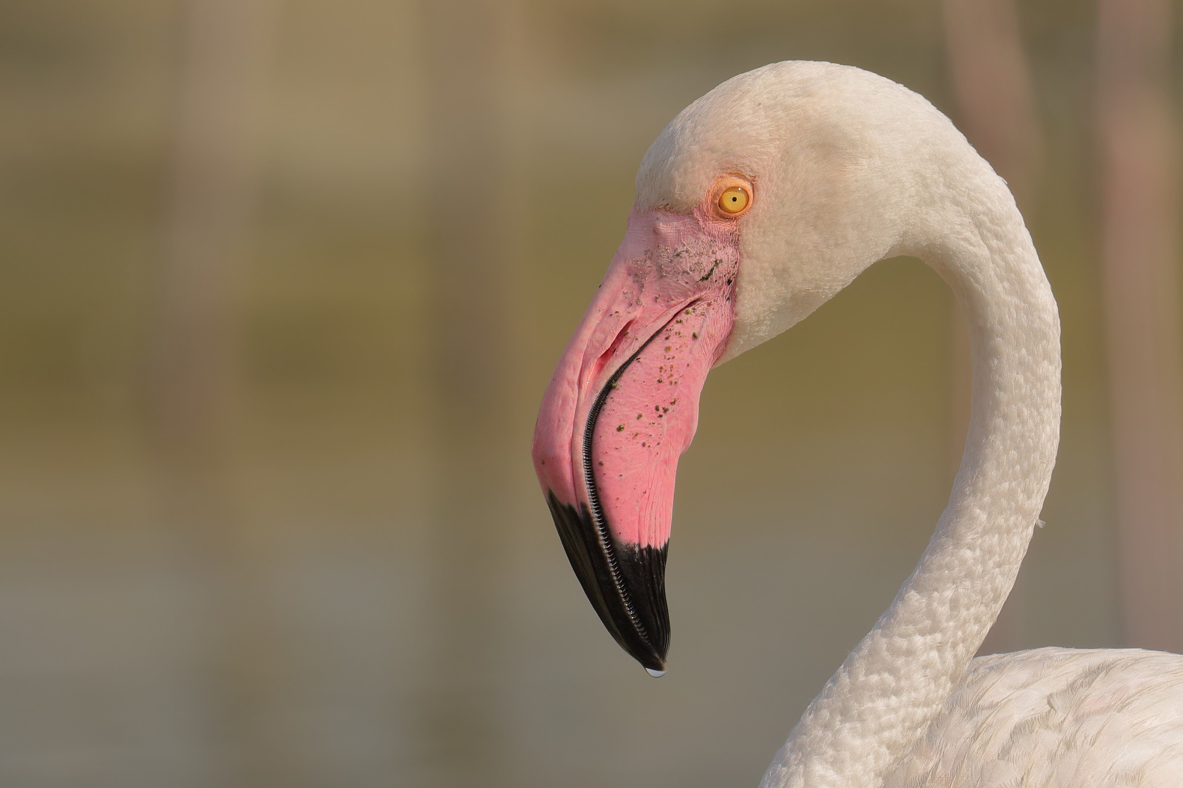 Ritratti di Fenicottero Rosa Maggiore