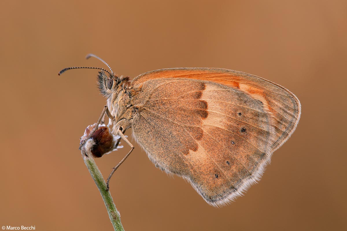 Alle prime luci dell'alba