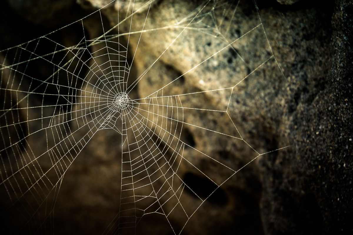 abandoned spiderweb