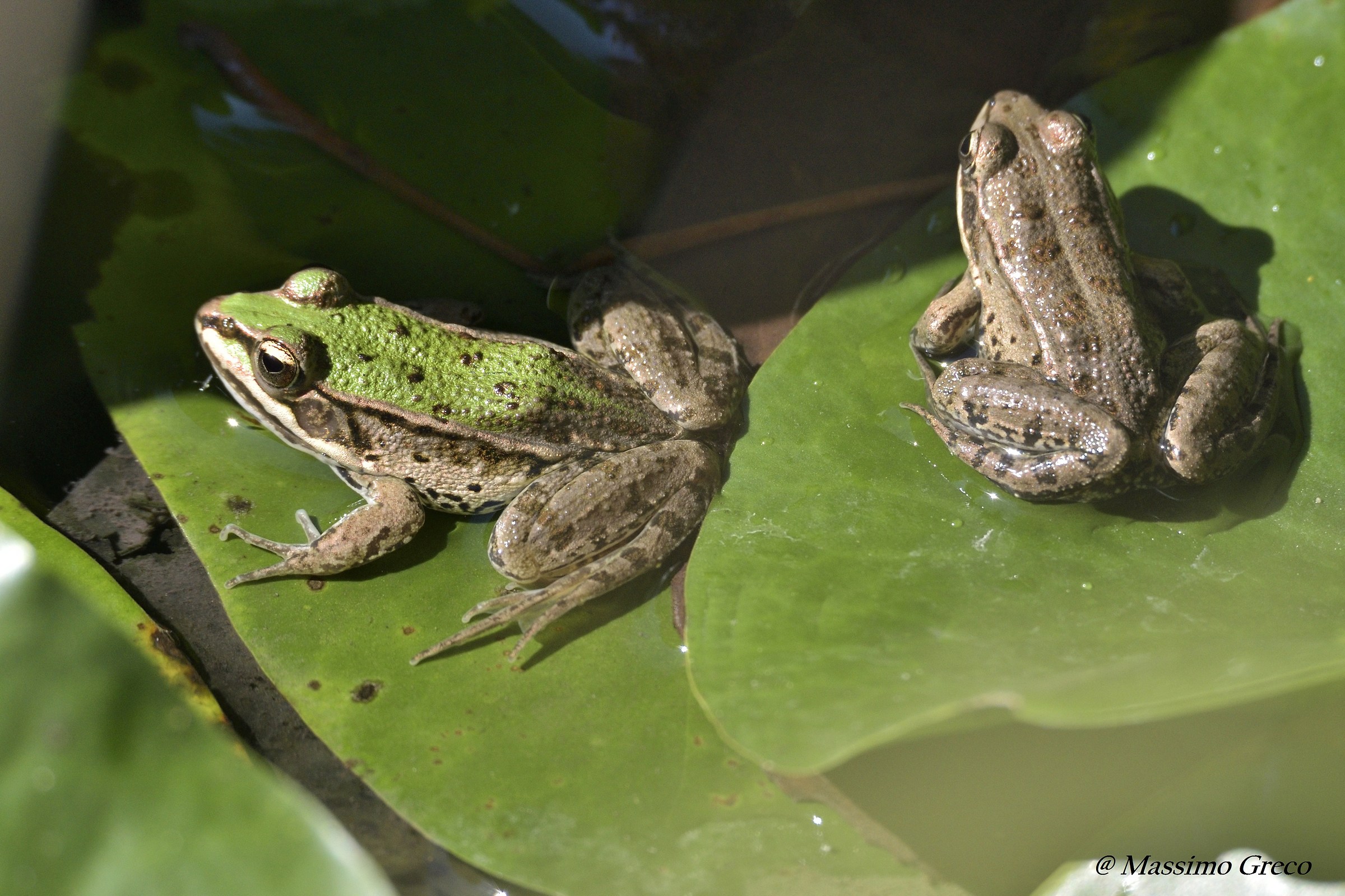 Frogs in the sun