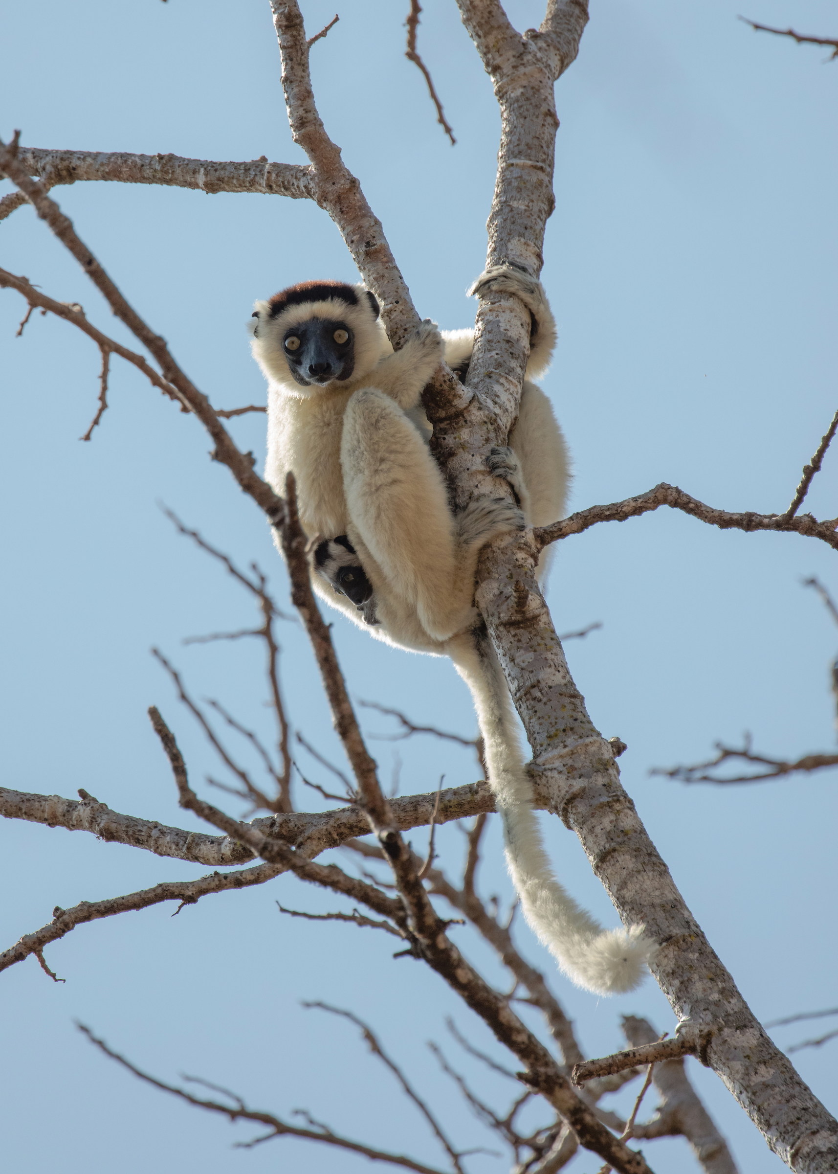 Mom and baby sifaka