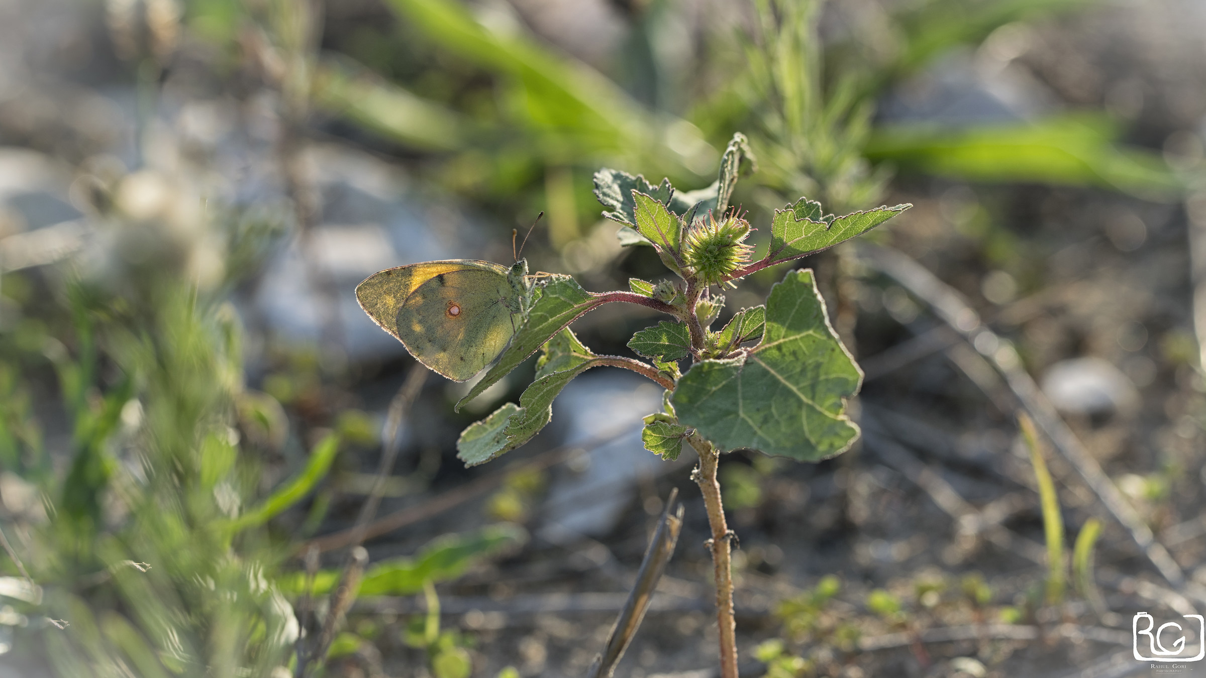 Colias crocea