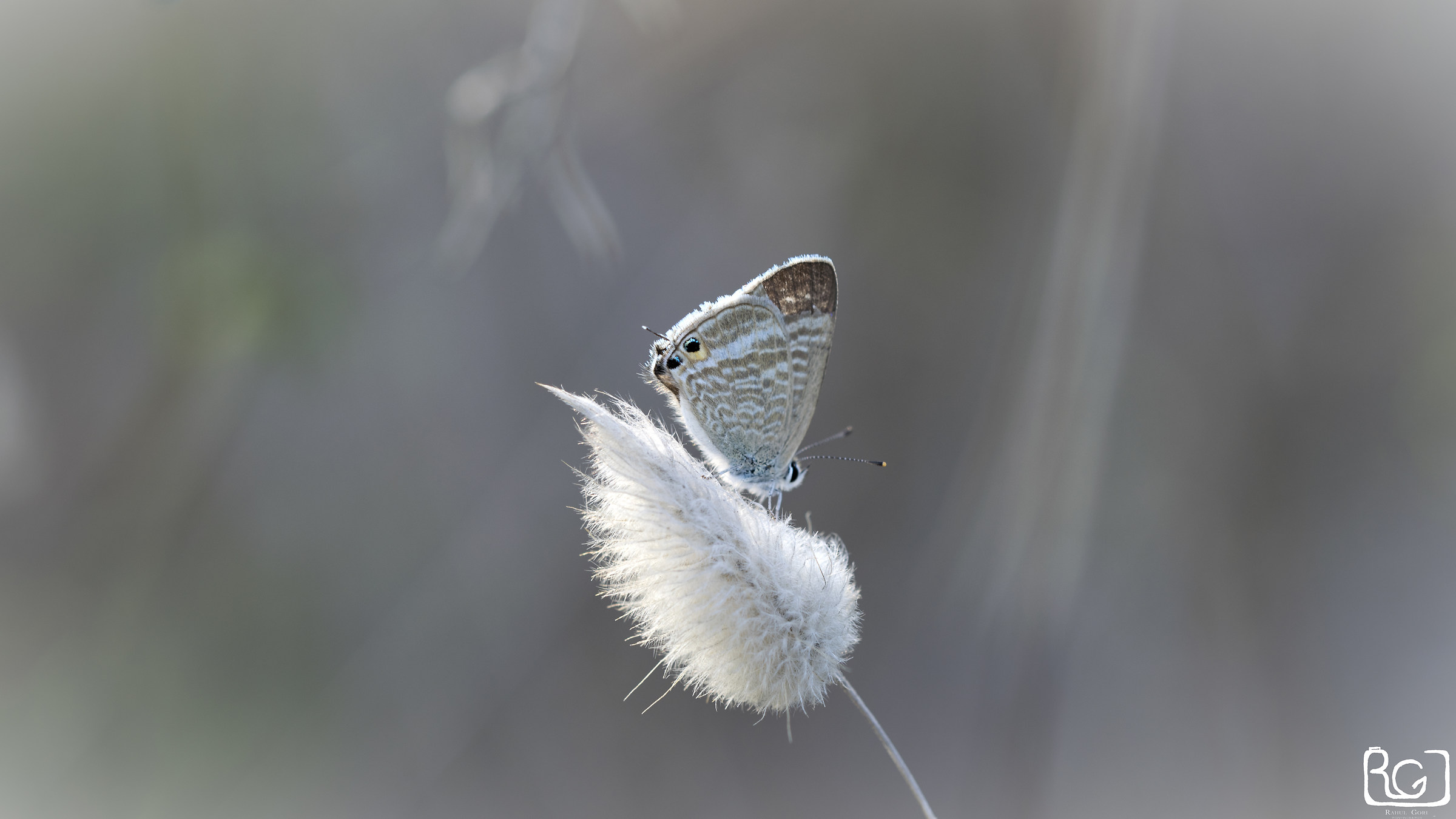 Leptotes Pirithous