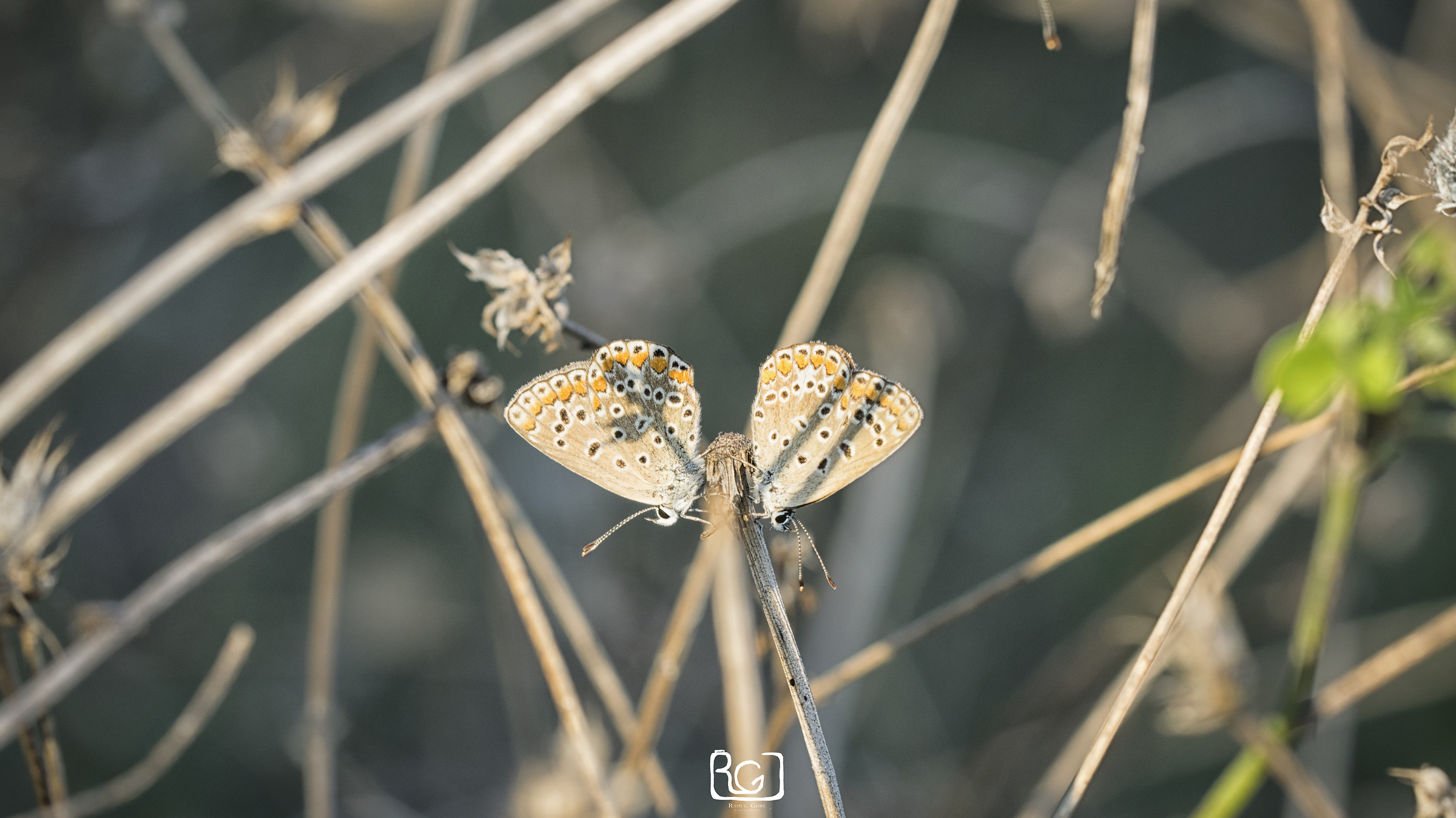 Aricia agestis couple