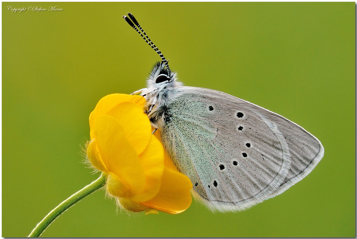 G. Alexis on "bouton d'or"