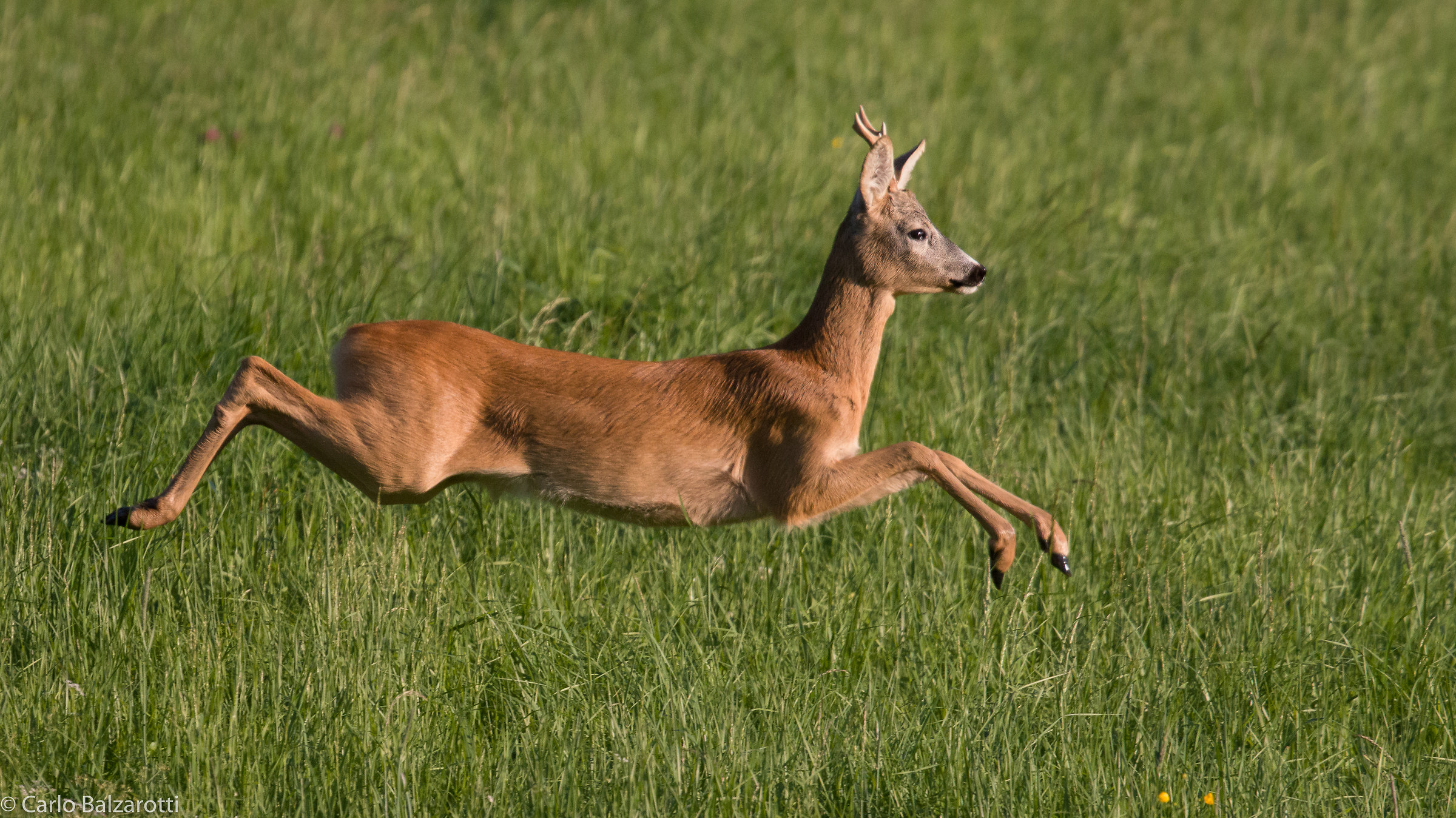 Roe deer in the running