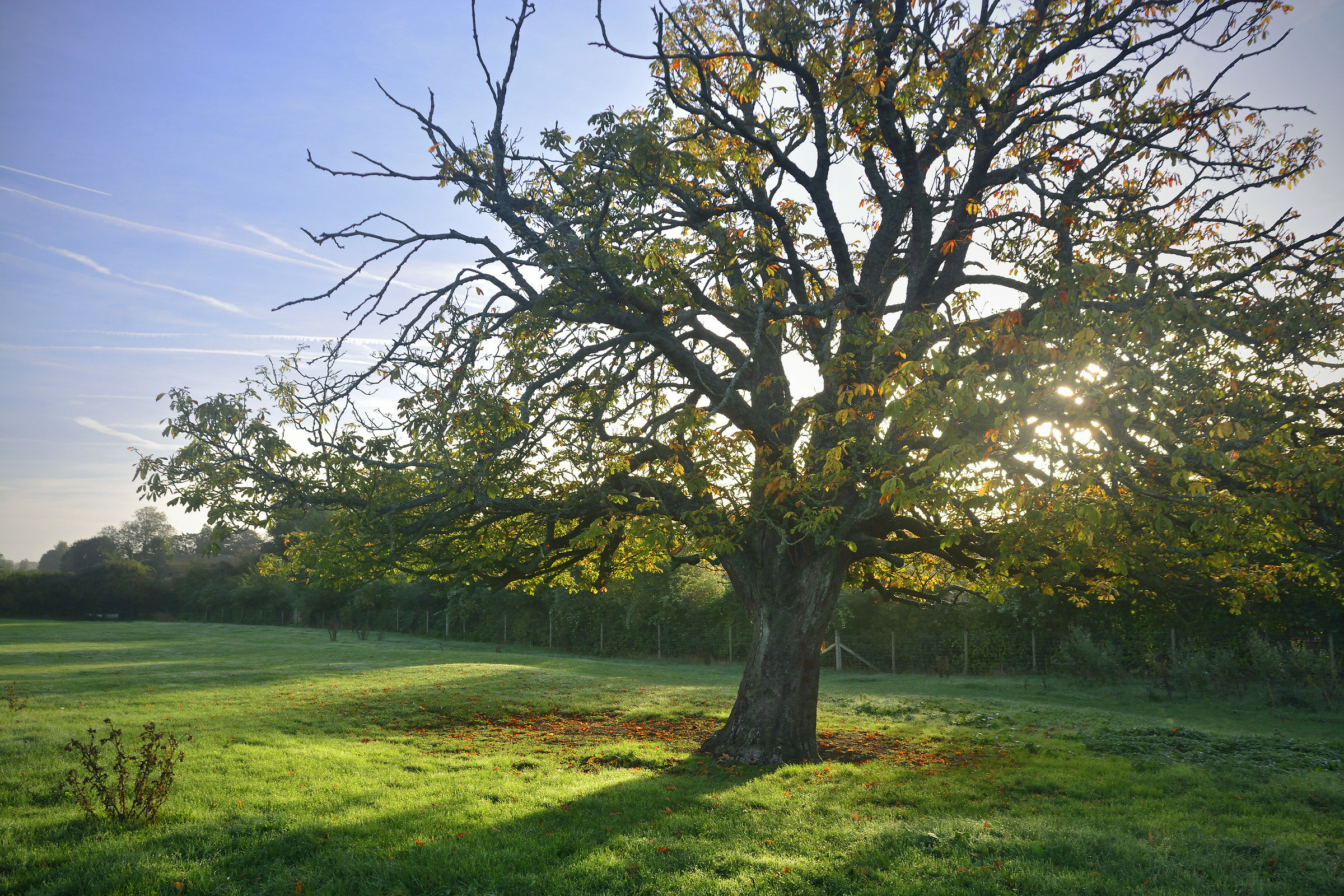L'inglese Ippocastano (Deep in rugiada)
