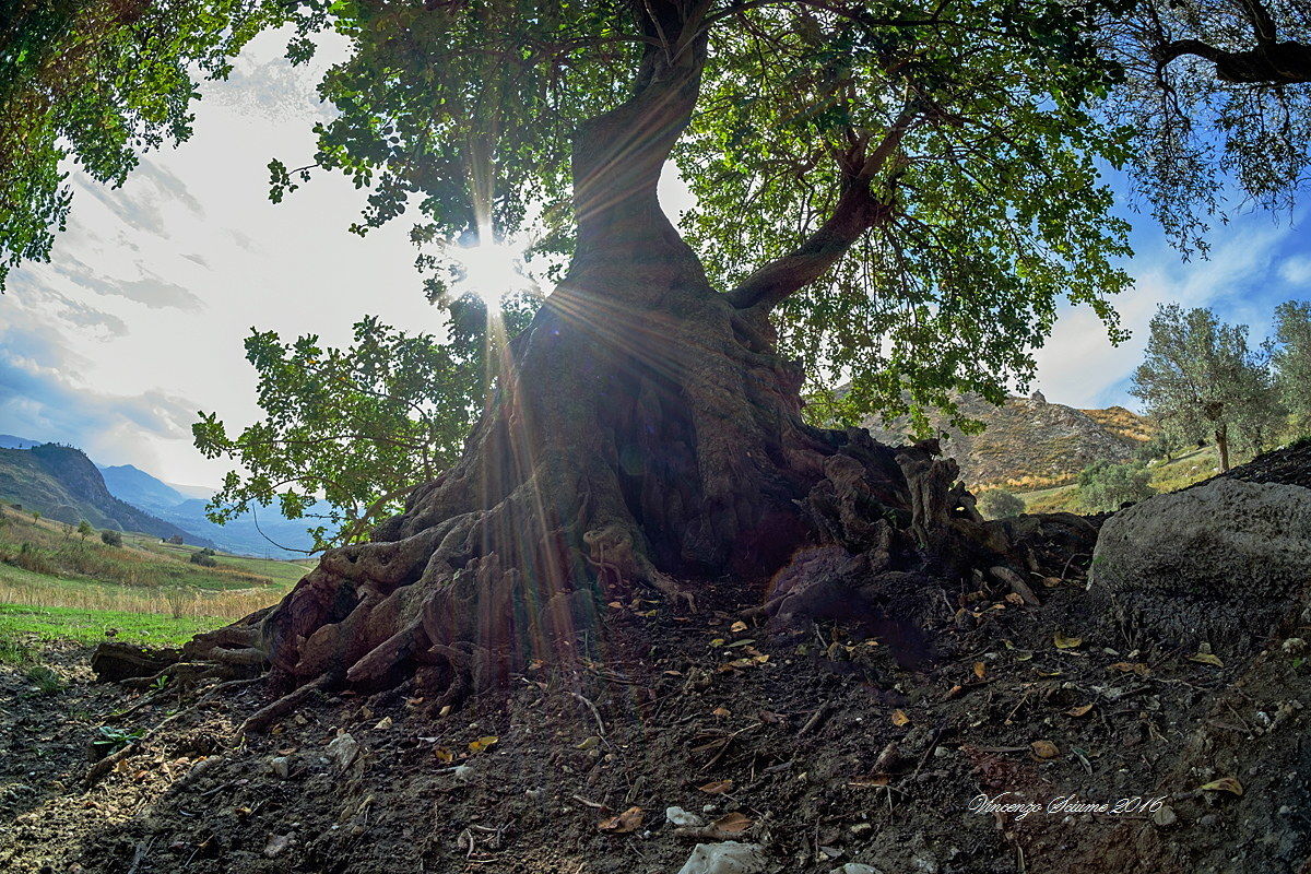 Centuries-old carob tree.
