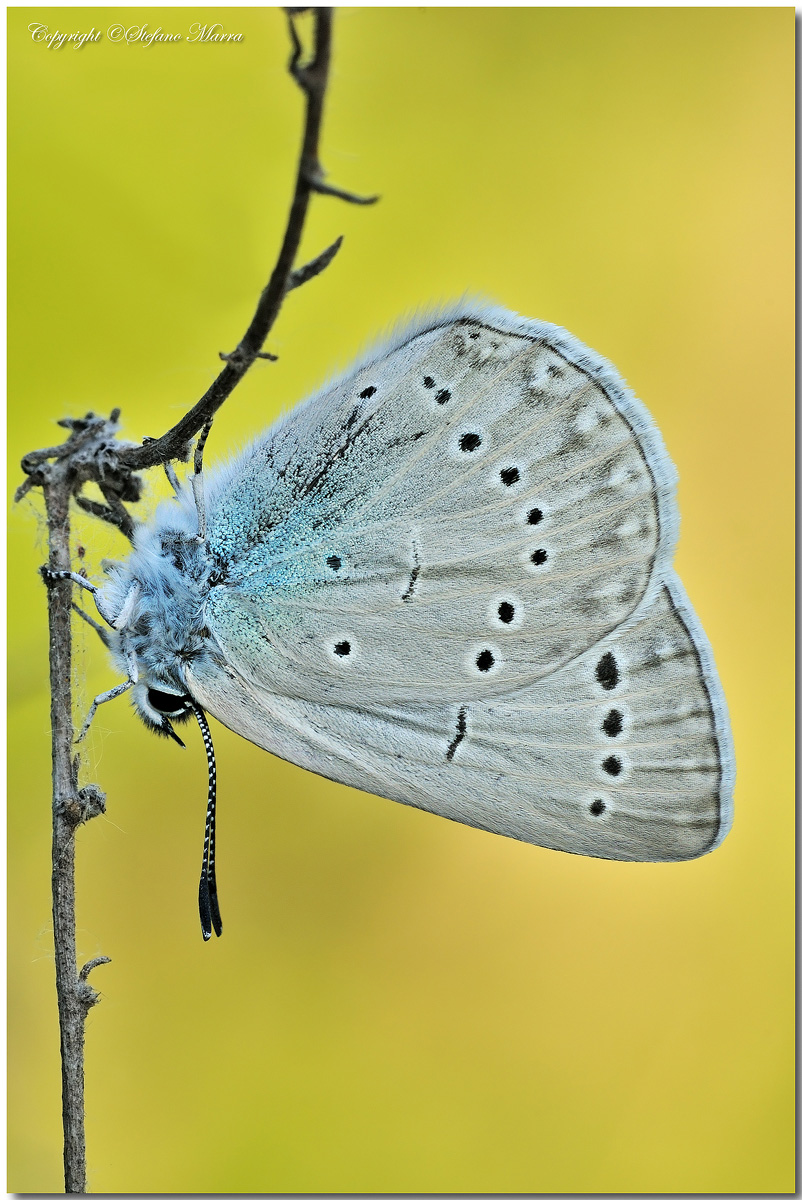 Glaucopsyche melanops