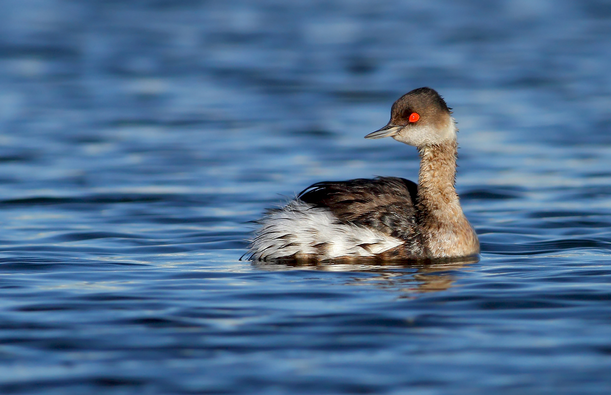 Black-necked Grebe