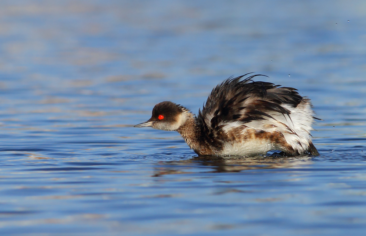 Black-necked Grebe