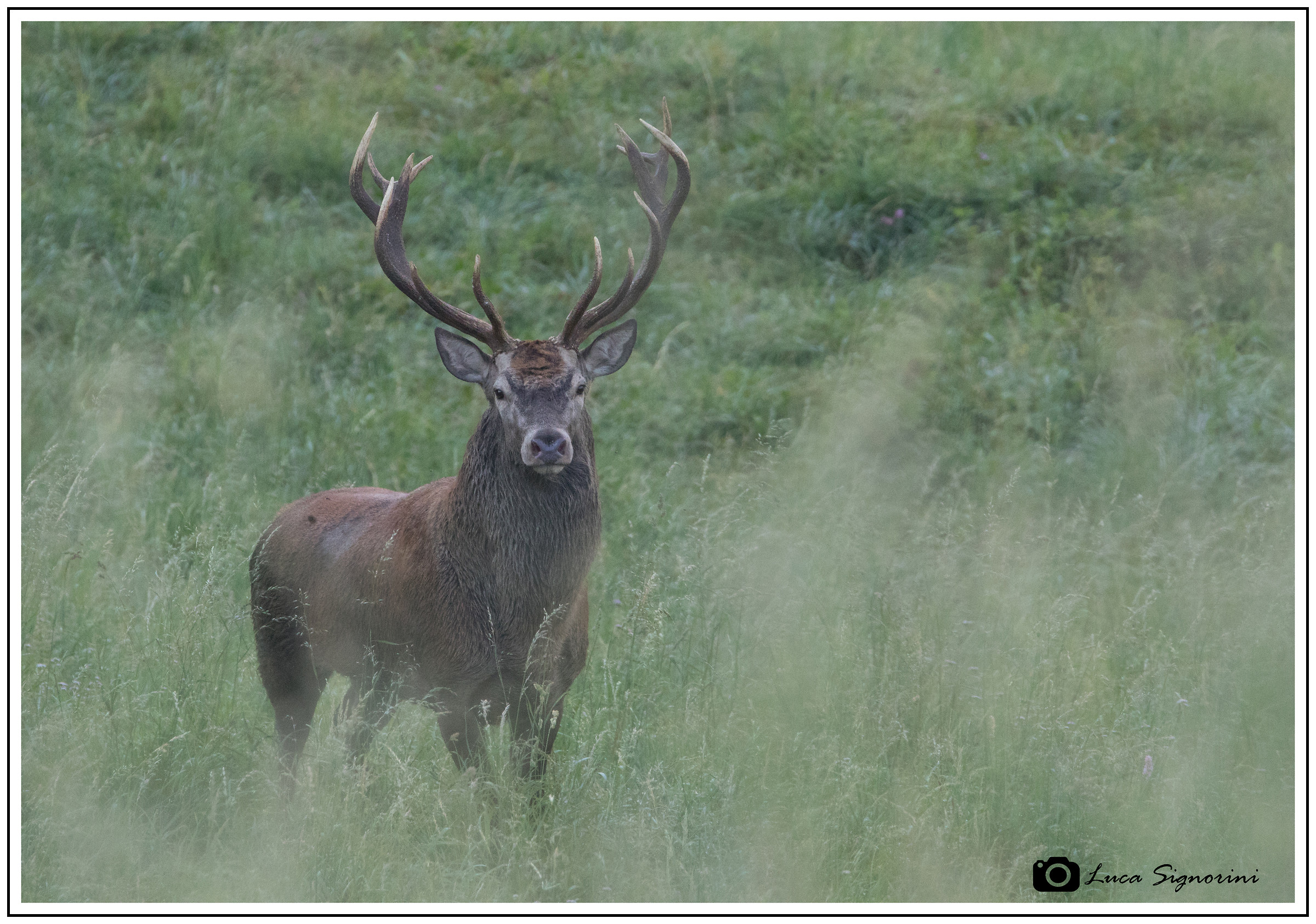 His Majesty, the King of the forest