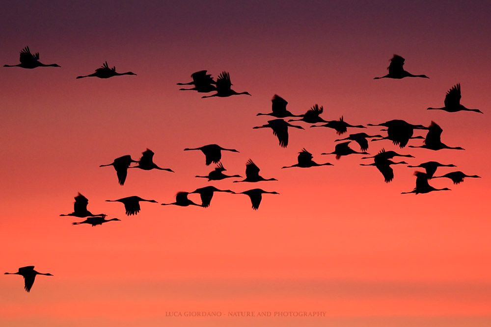 Crane - Eurasian crane