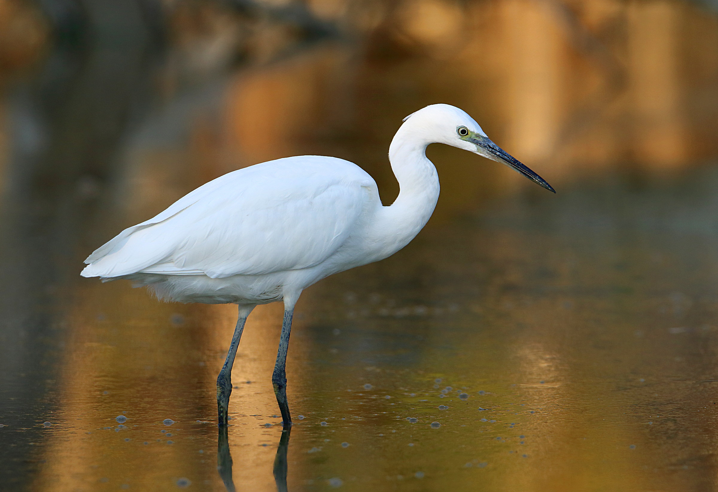 egret