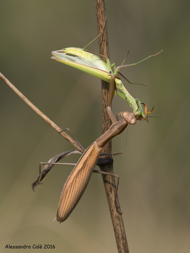 Mantis religiosa (Mantide religiosa) 8489