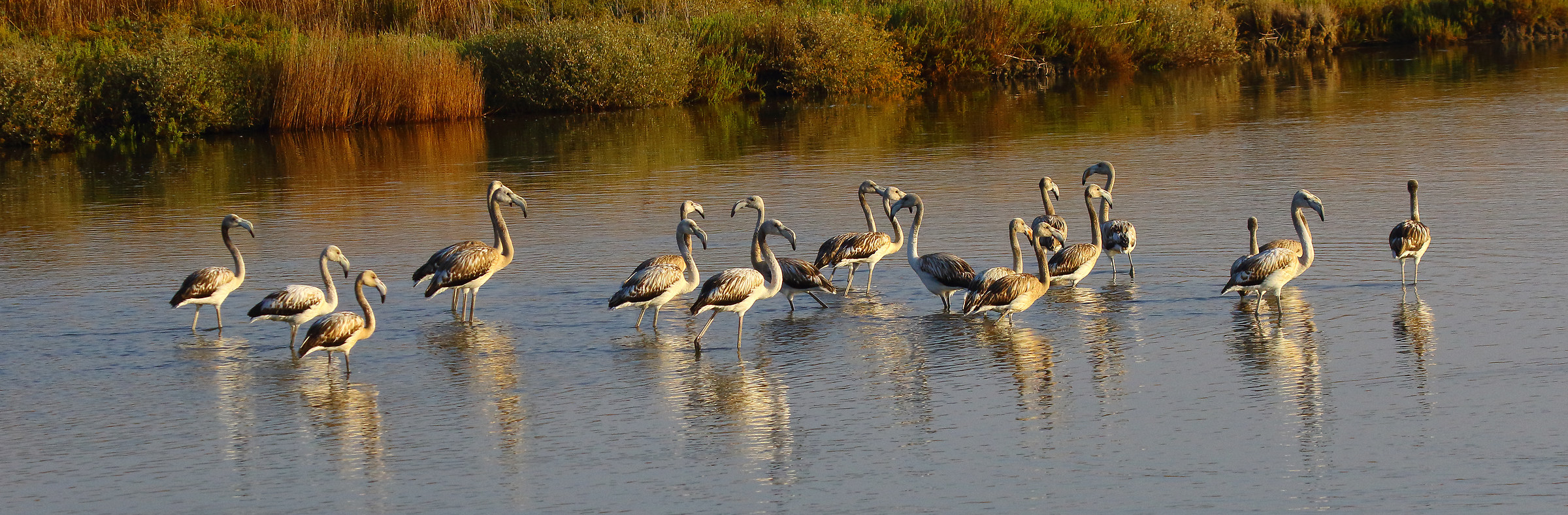 Fenicotteri a passeggio