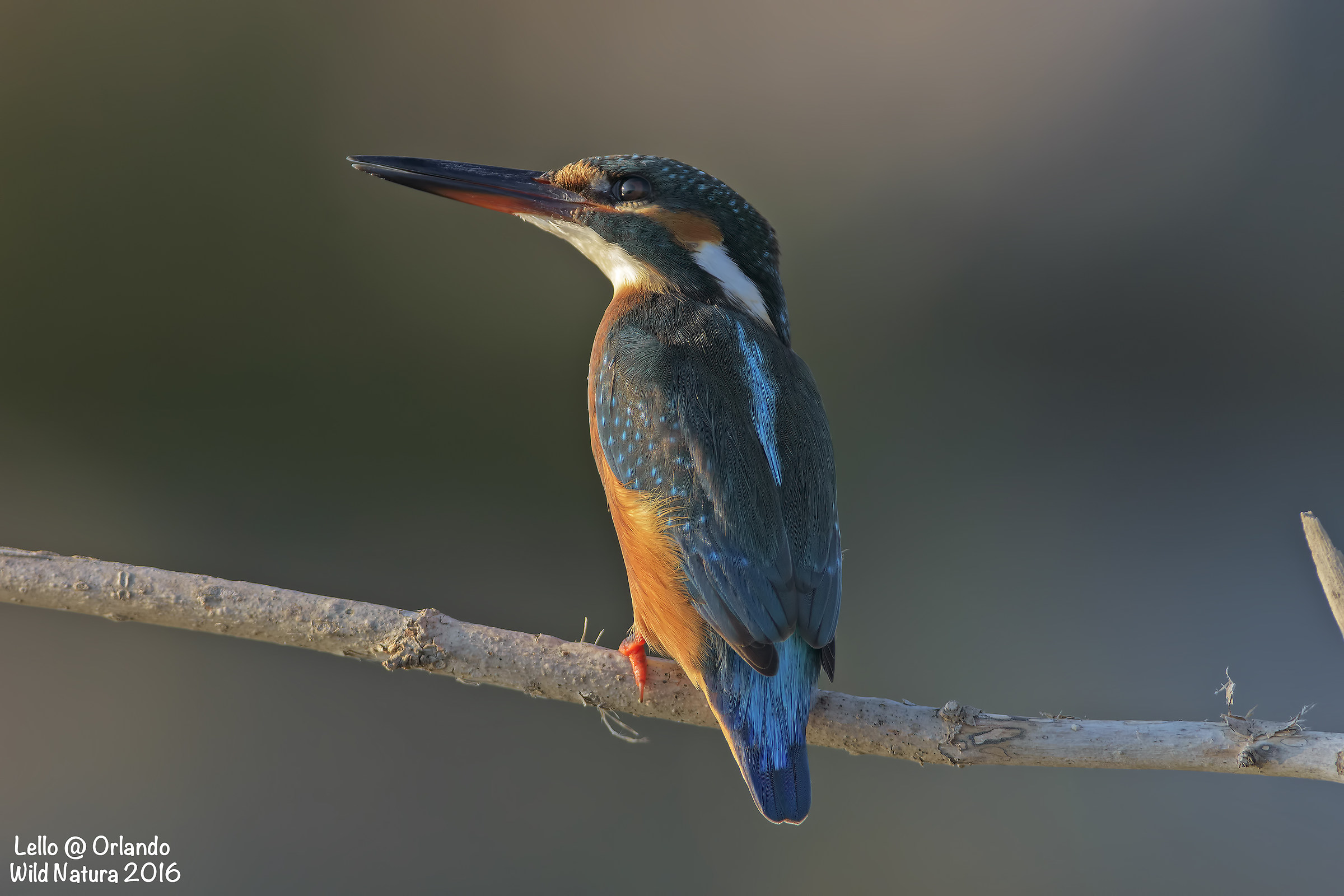 Kingfisher!