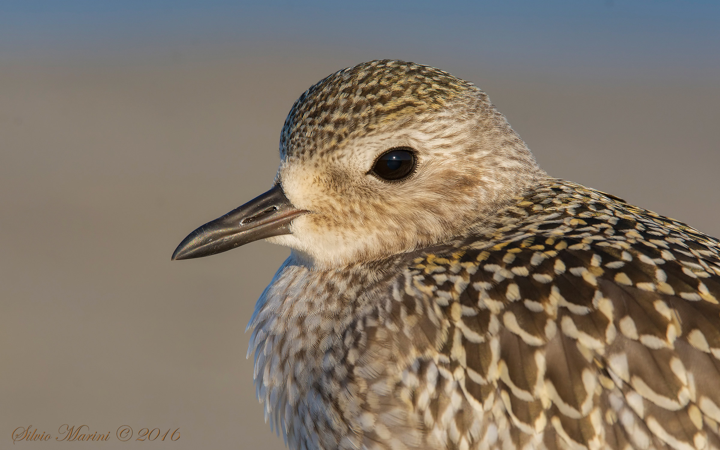 Grey Plover (Pluvialis squatarola) portrait