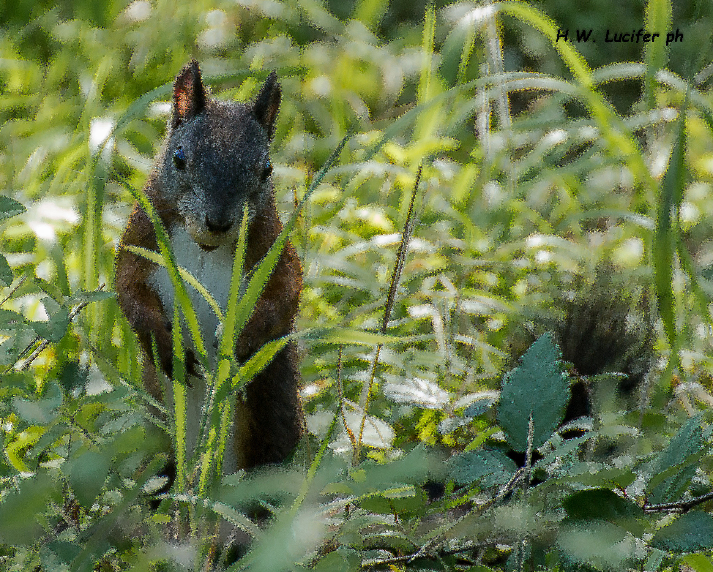 Scoiattolo si, ma quale?