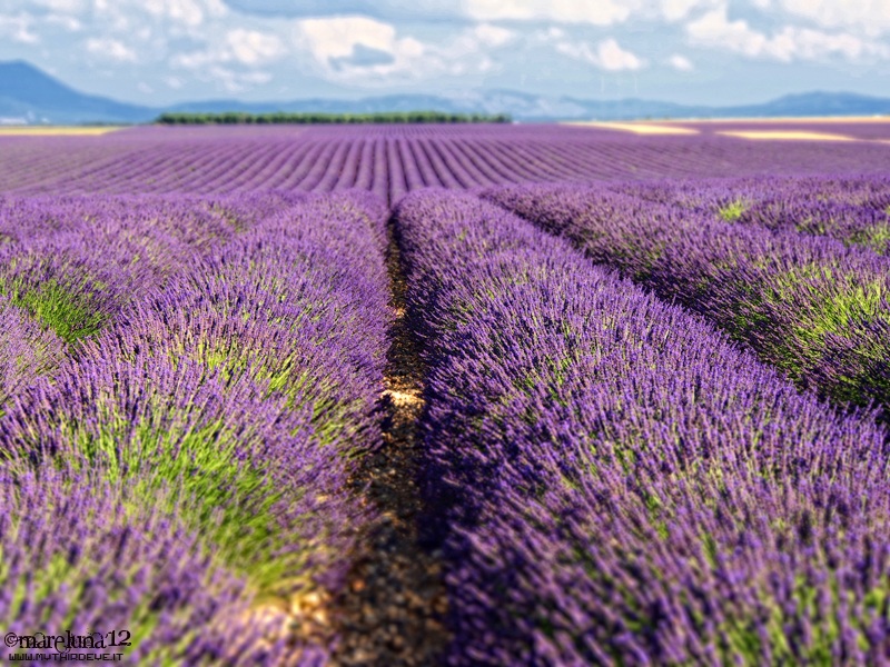 Velnsole e la distesa profumata