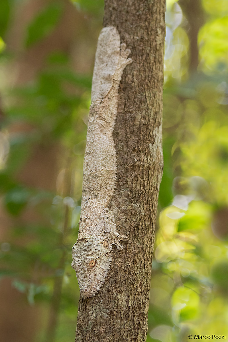The amazing Uroplatus