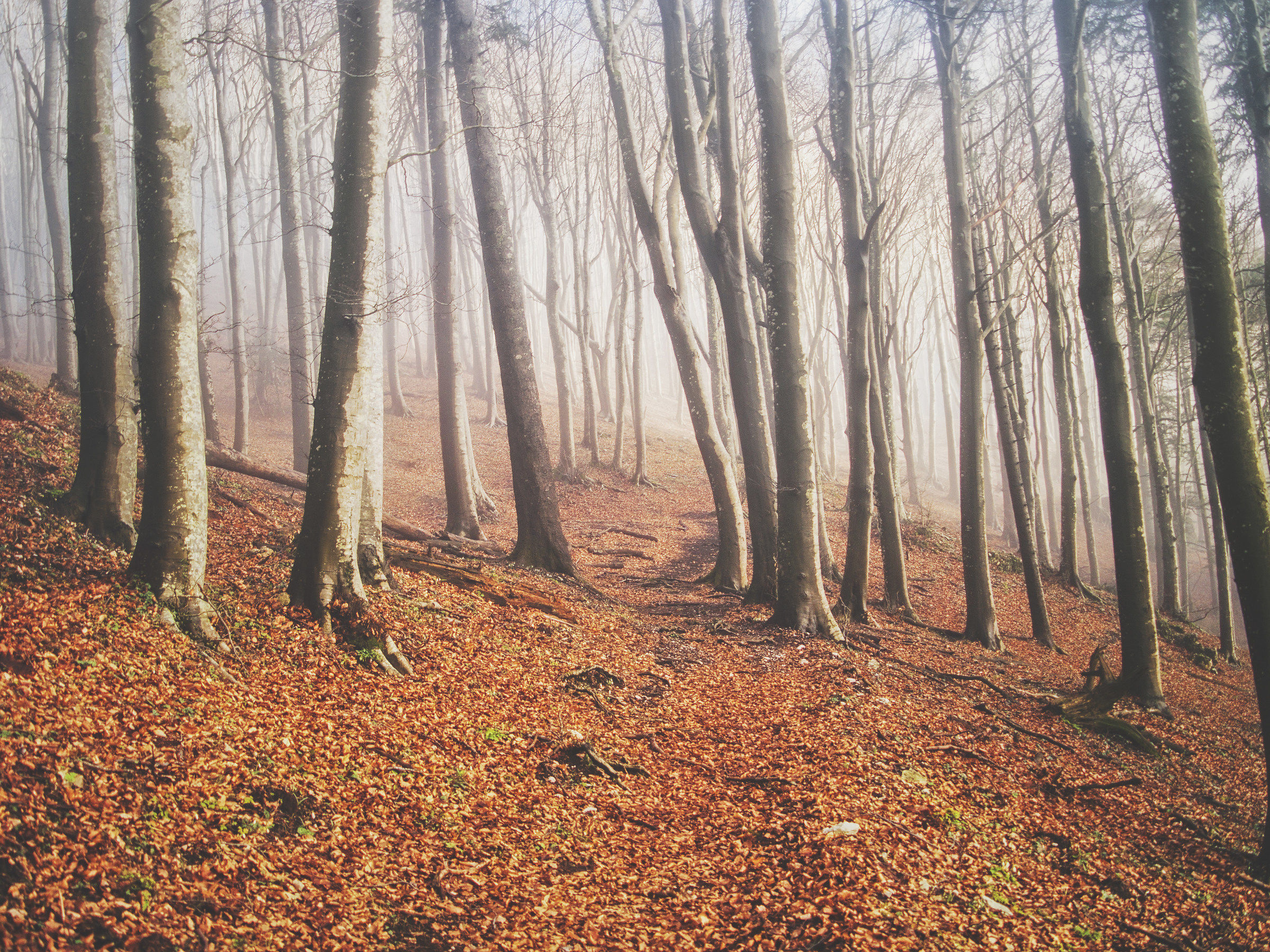 The woods of Mount Taburno