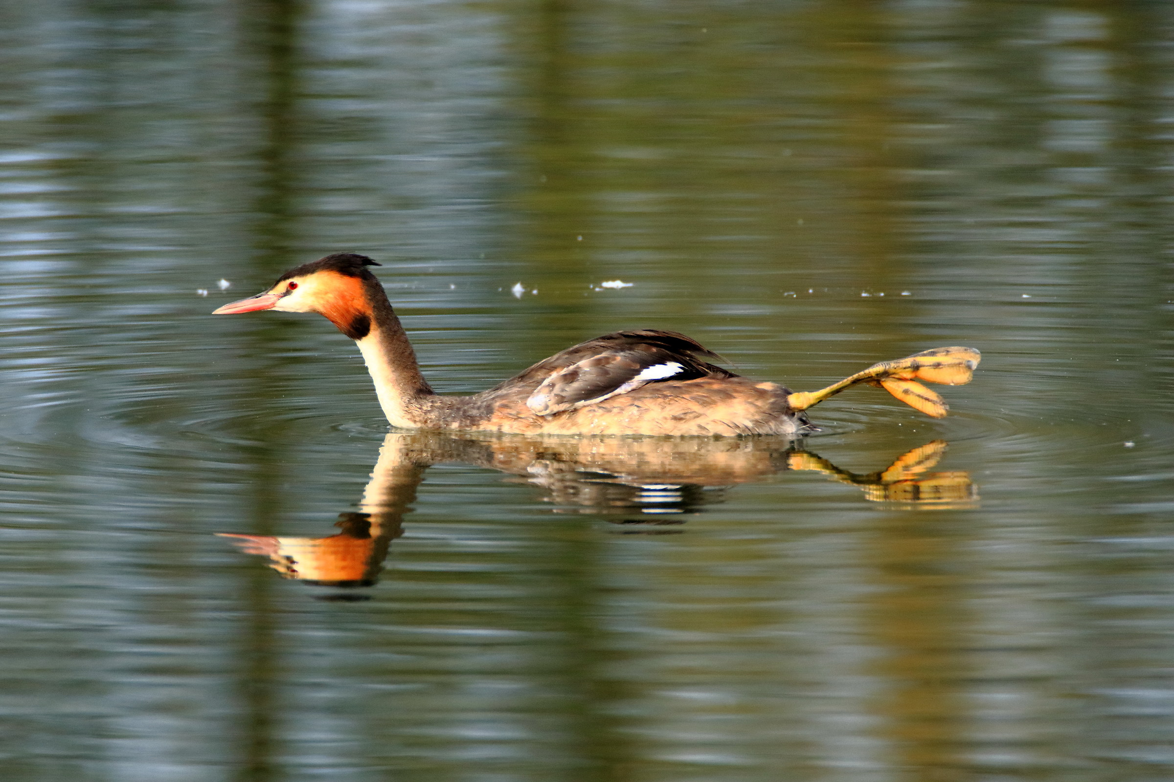 Grebe