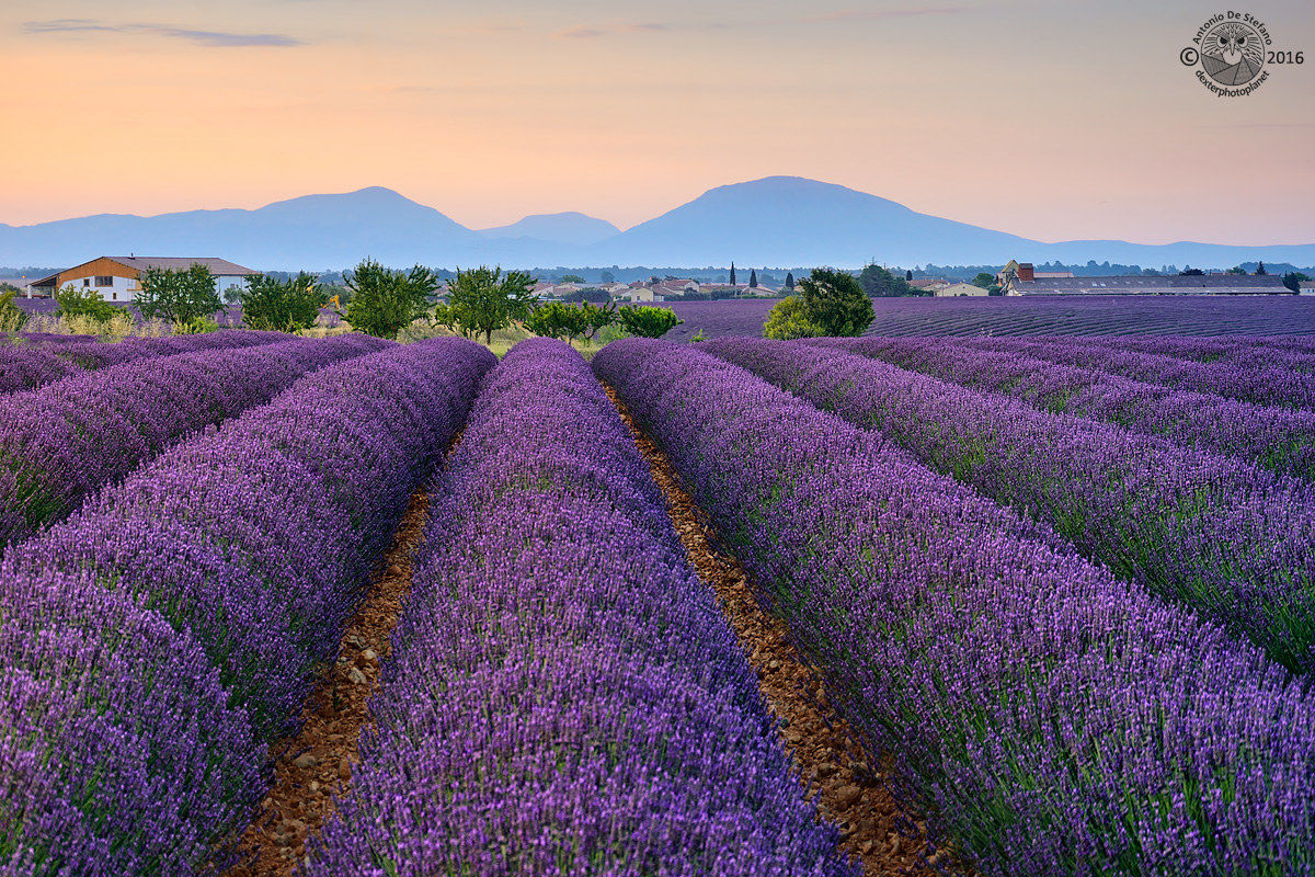 Svegliarsi a Valensole