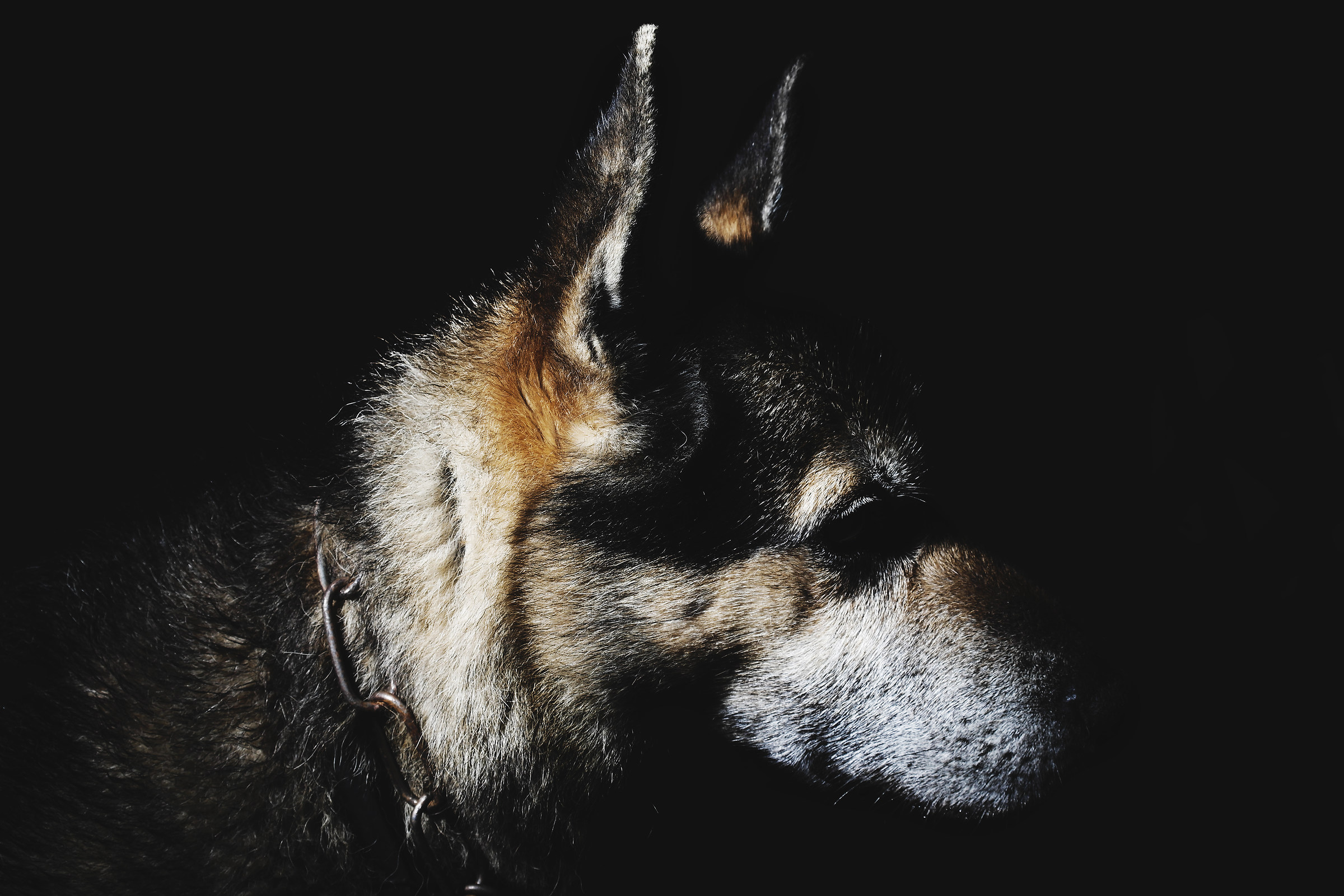 Black l' amico fedele