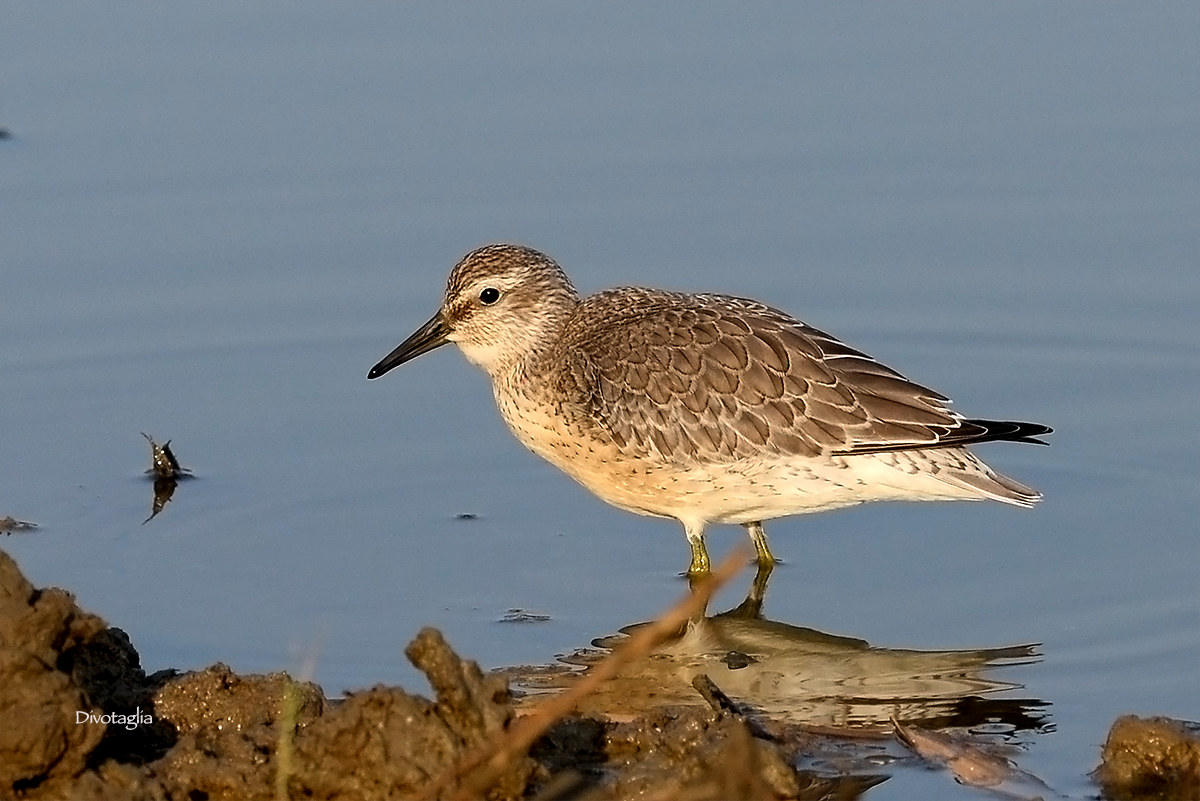 Little Stint (Calidris minuta)