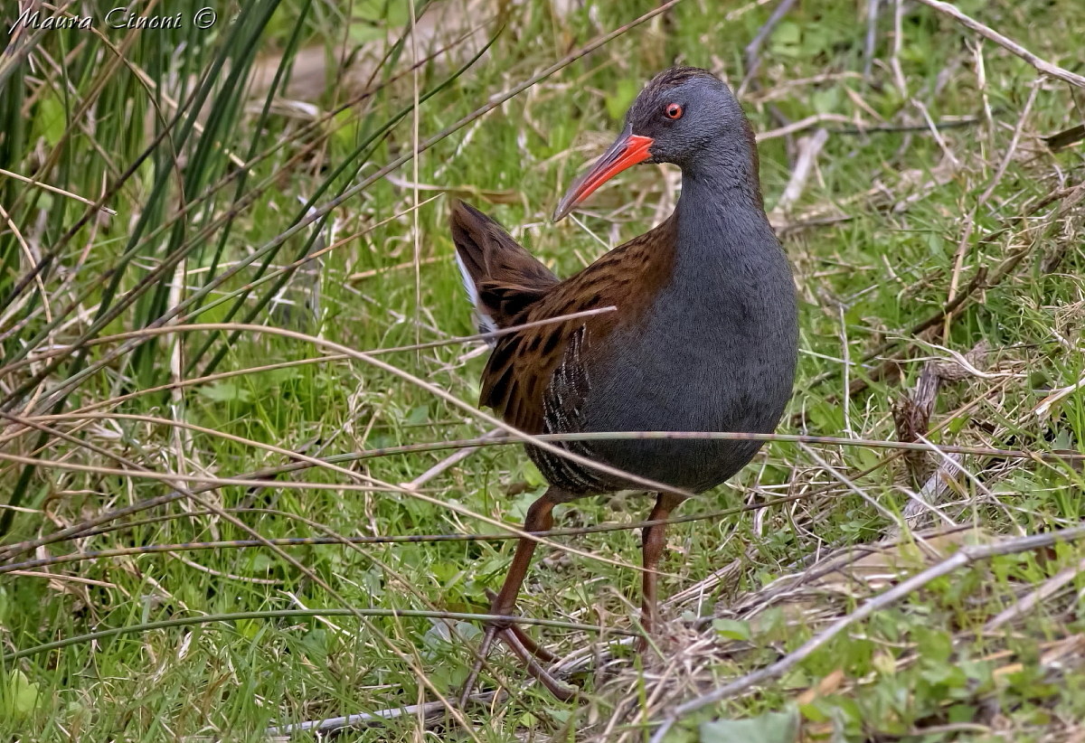 Water Rail