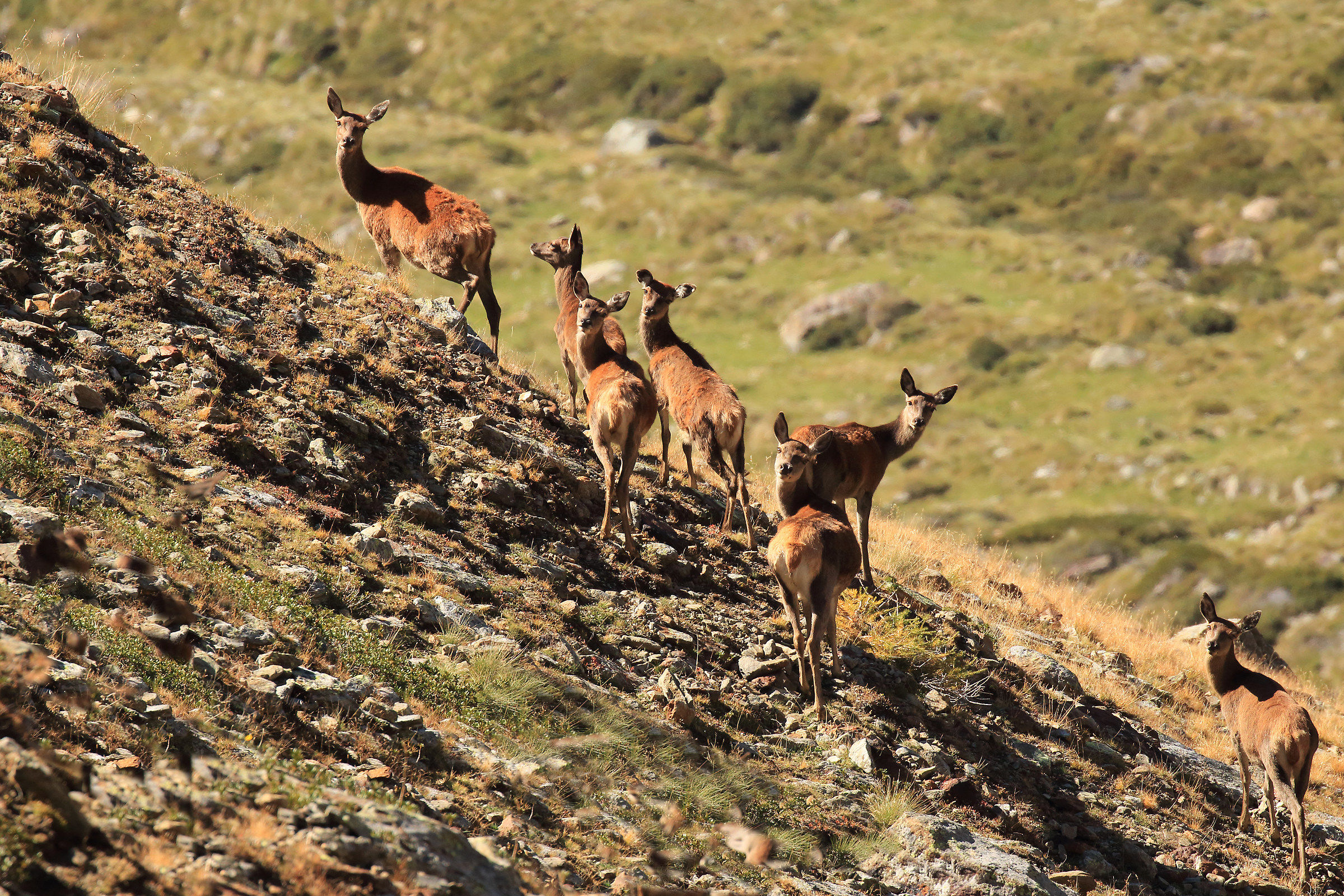 deer females to Preda Rossa