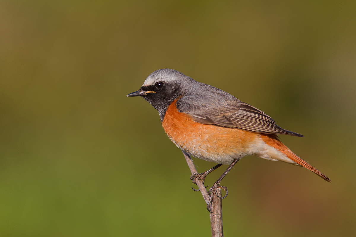 redstart