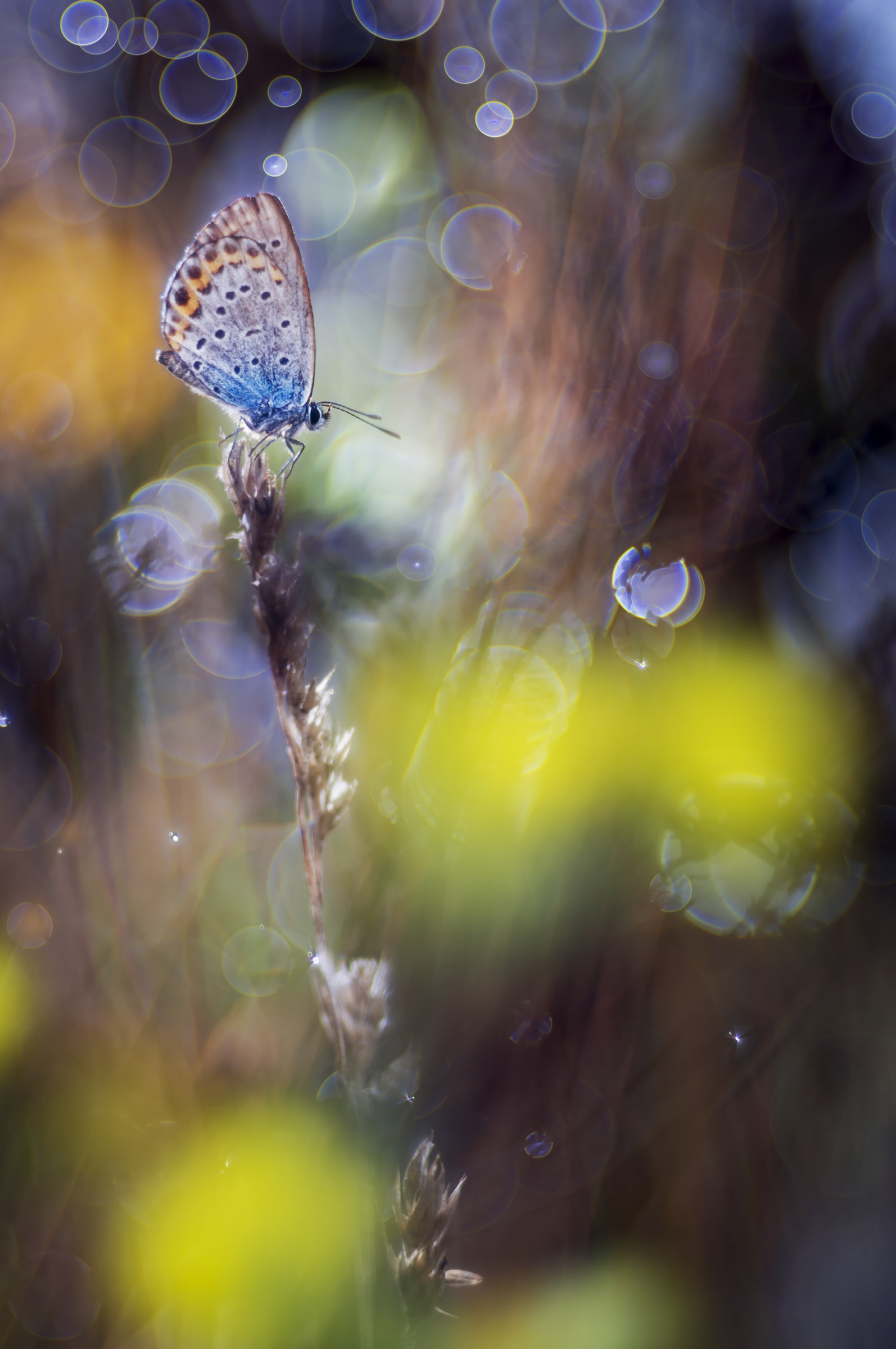 mmm well for me is you (Linneus?)