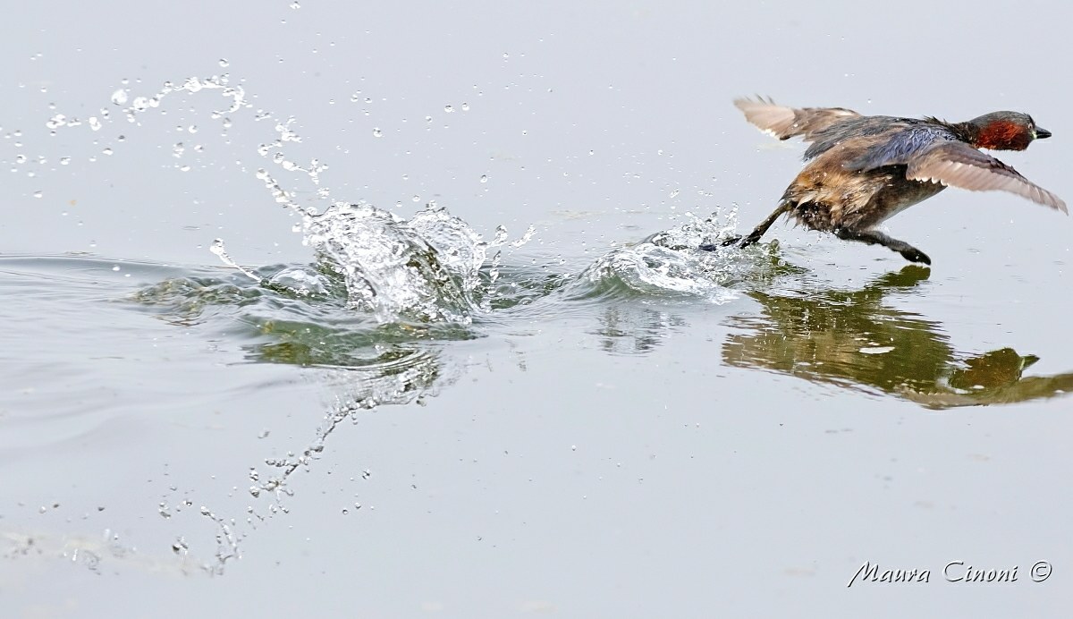 Tuffetto:Preso per una piuma