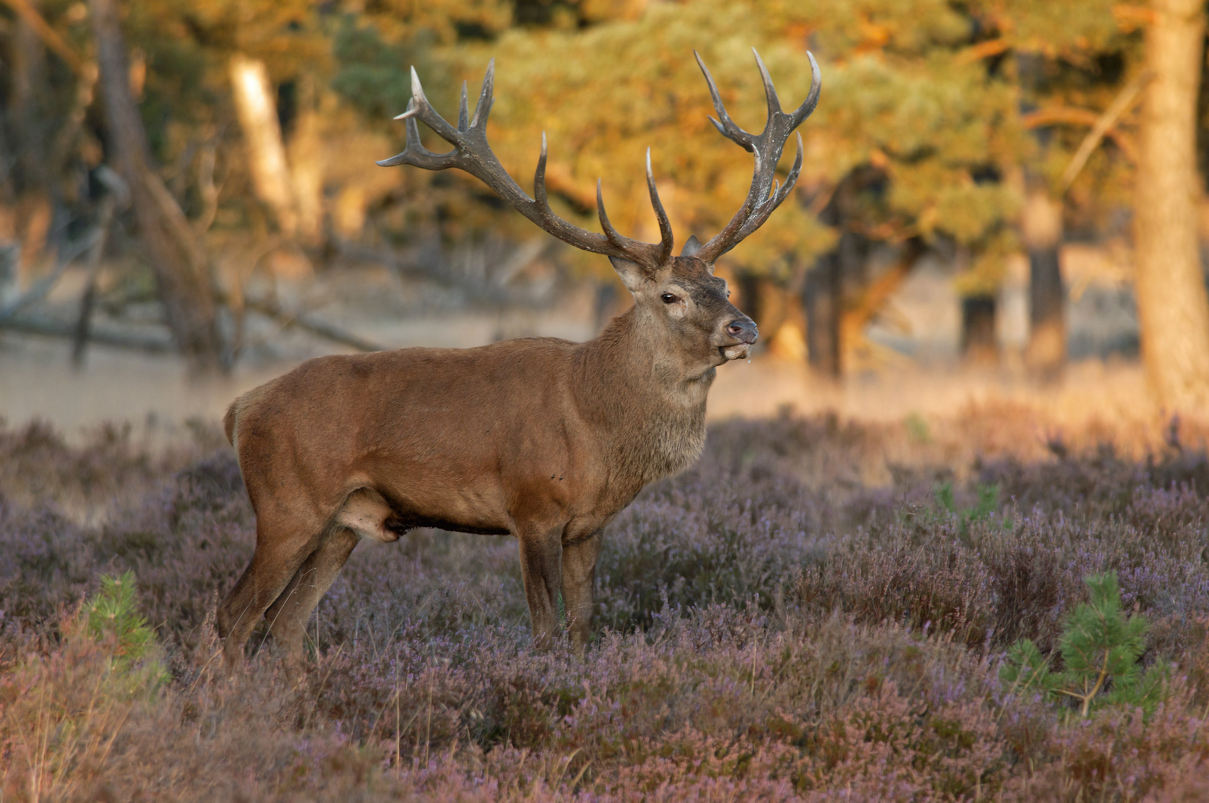 red deer