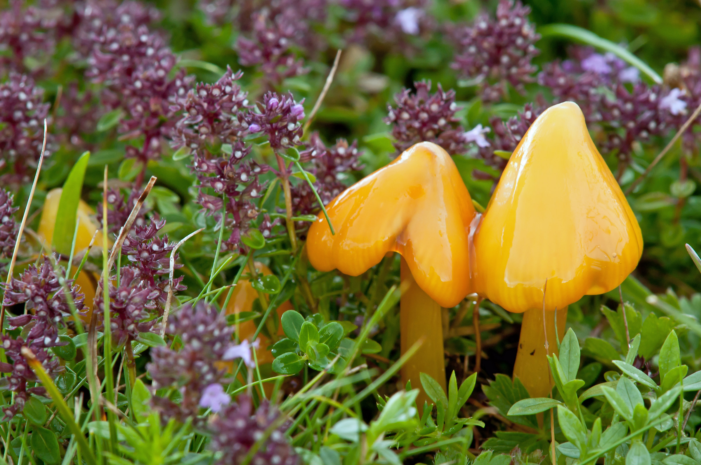 Hygrocybe conica