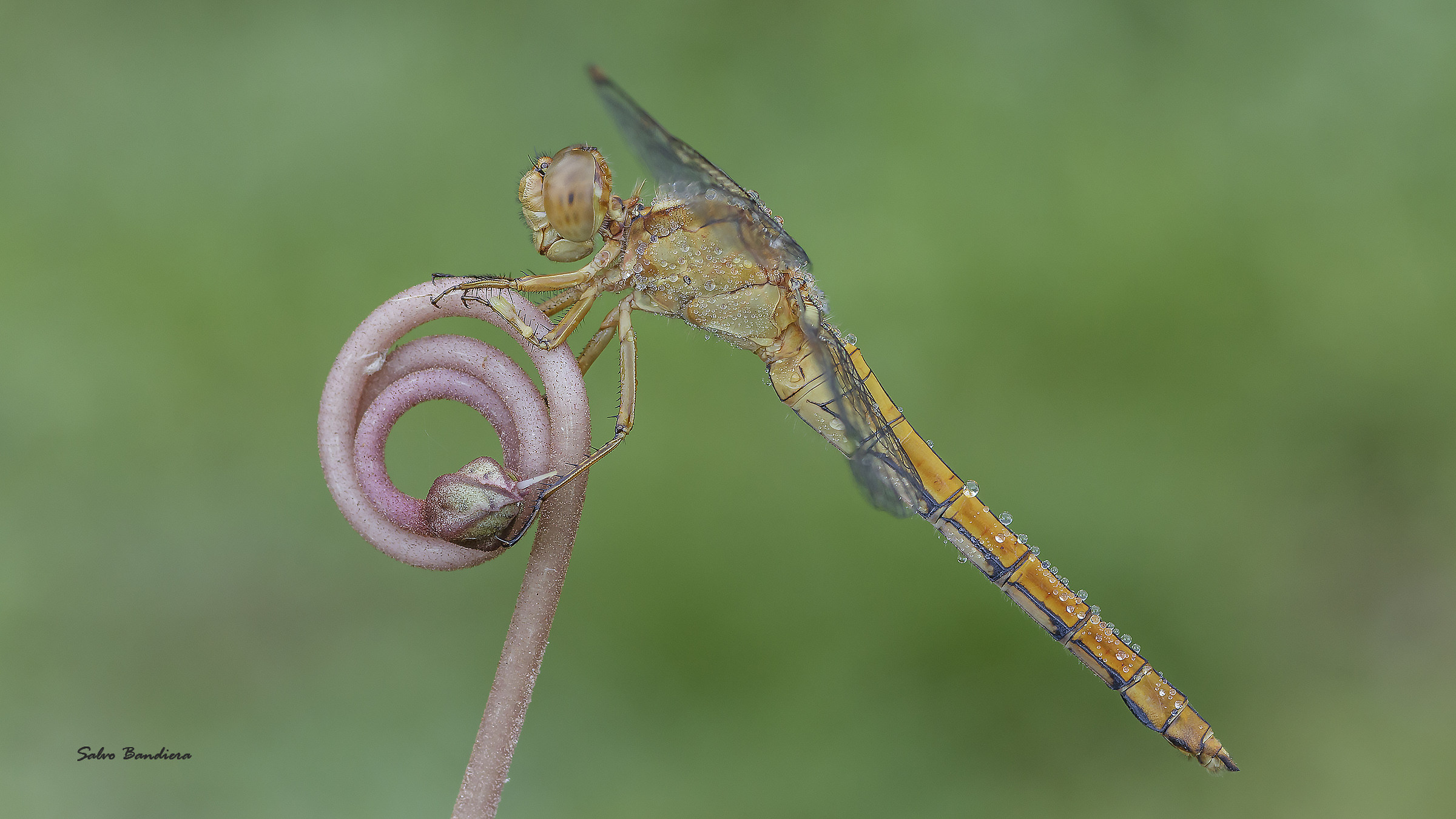Orthetrum-coerulescens...