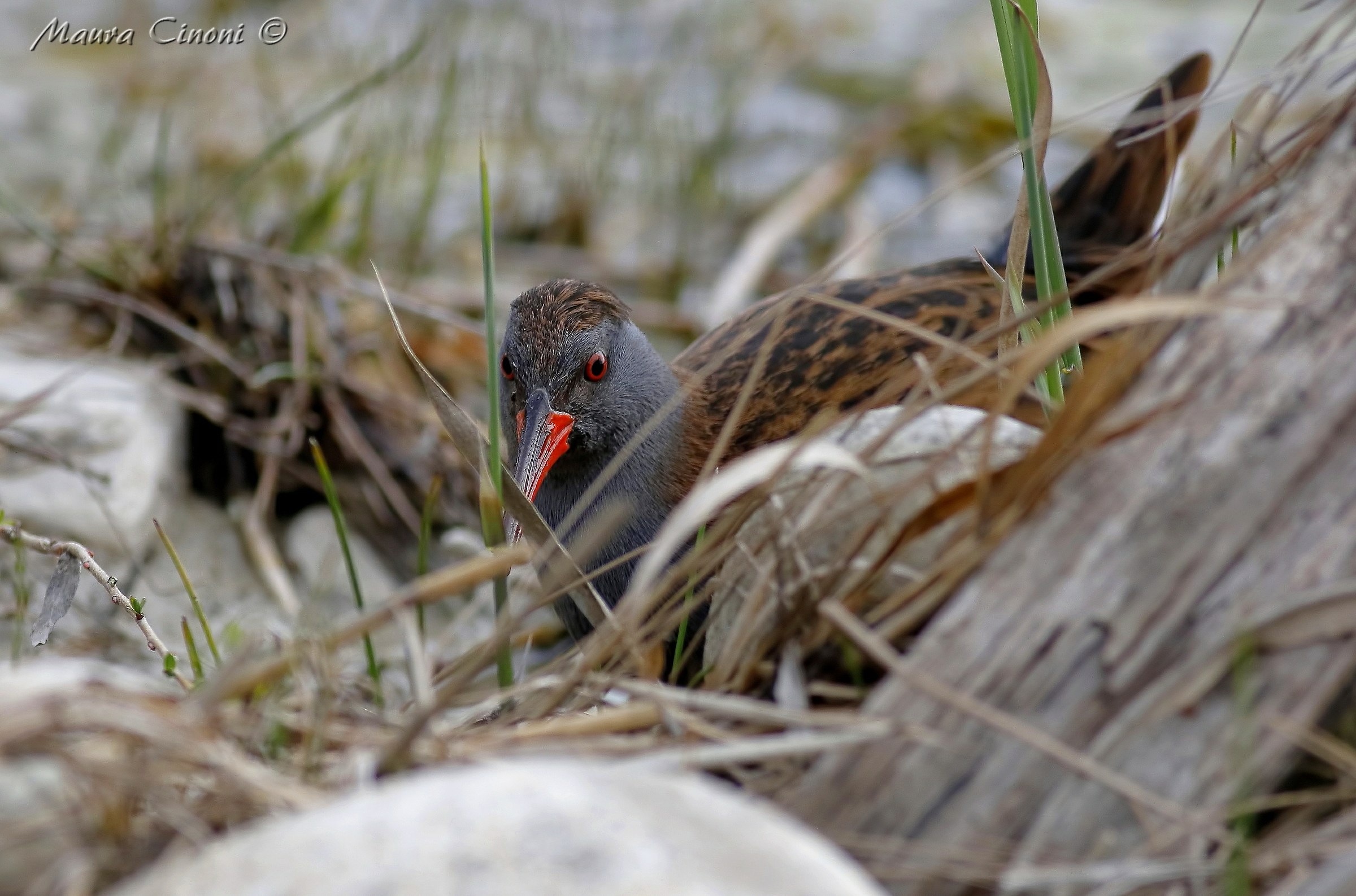 Water rail in environment