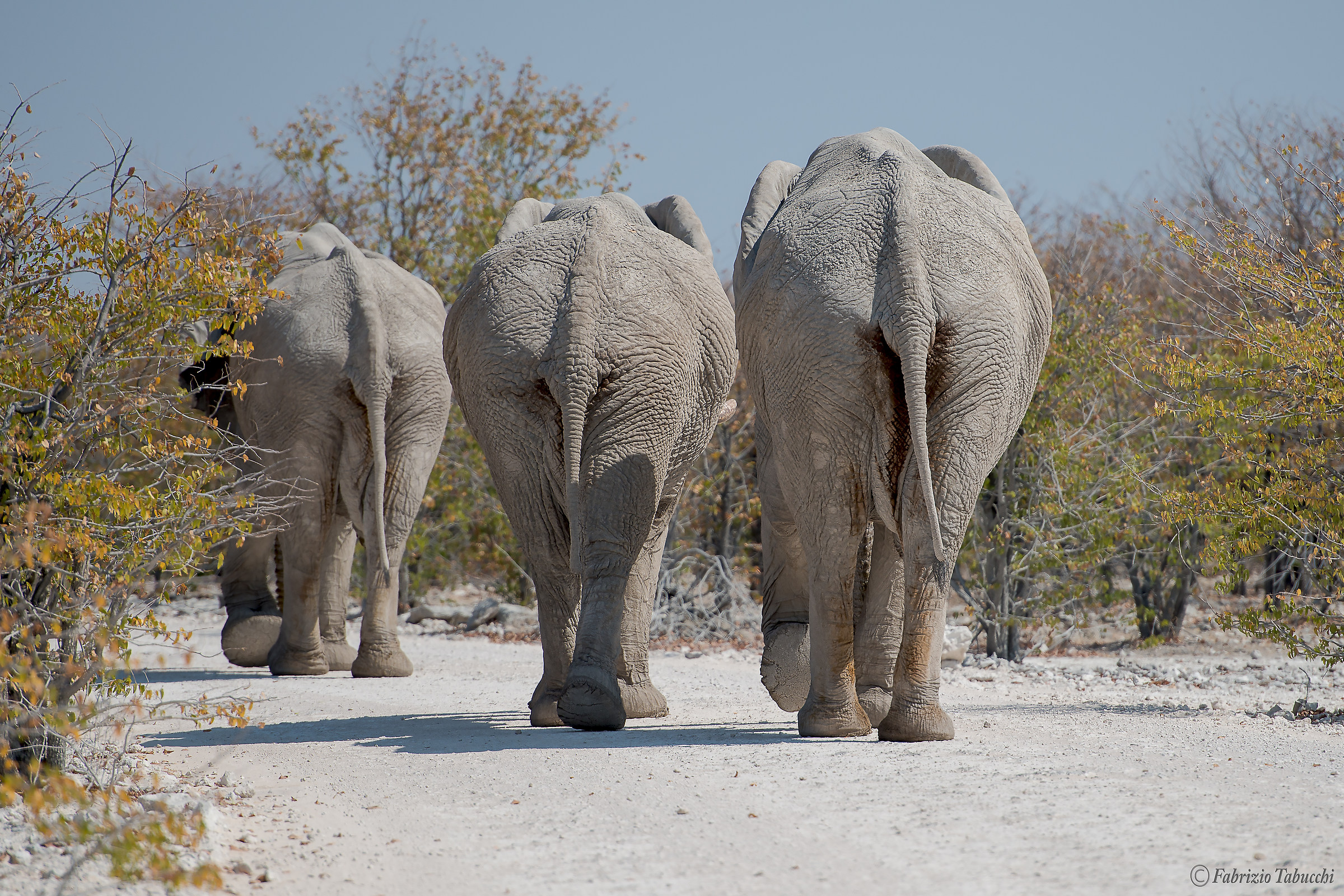 Etosha