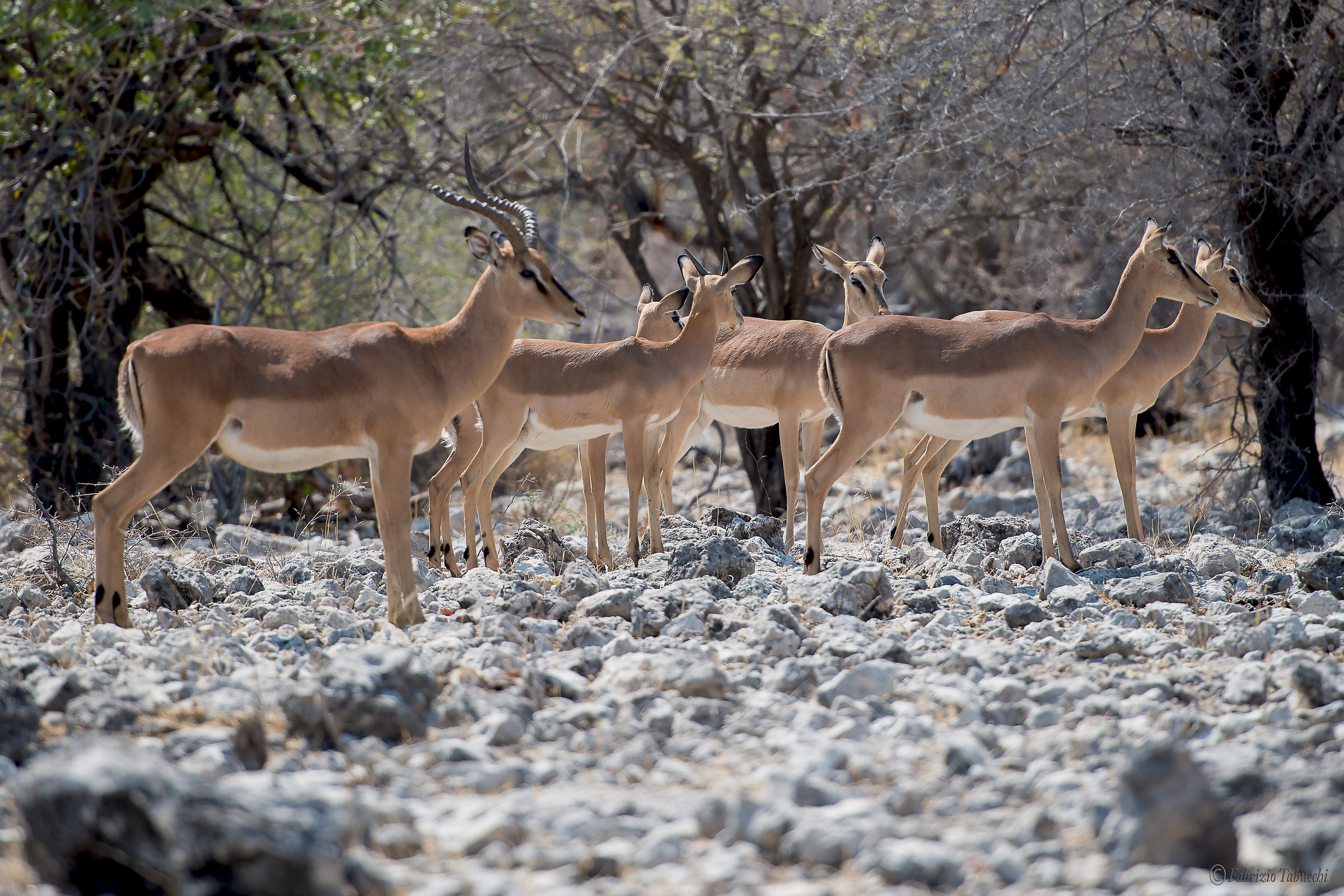 Etosha
